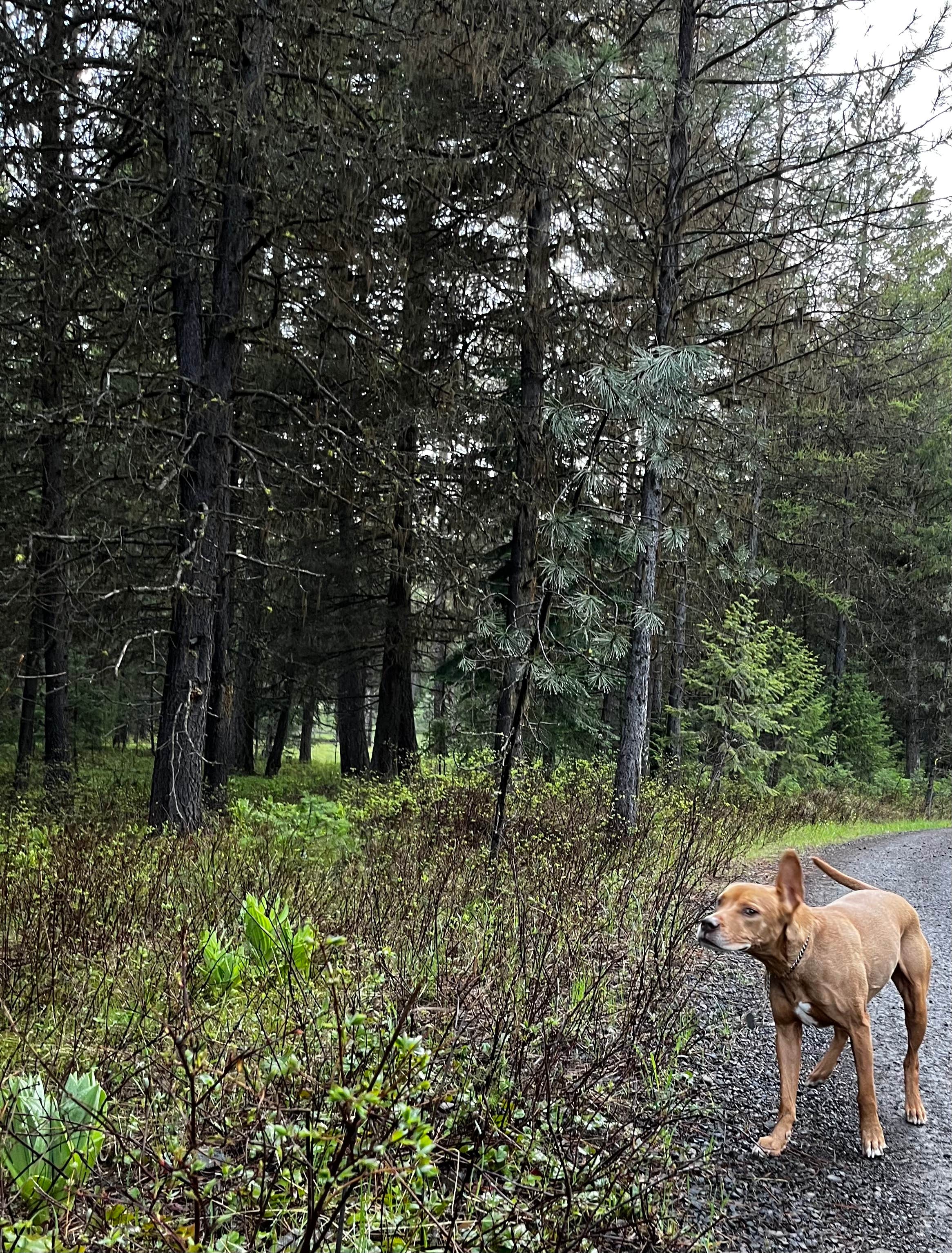 Camper-submitted photo at Wallowa-Whitman NF 21 - Dispersed near Baker City, OR