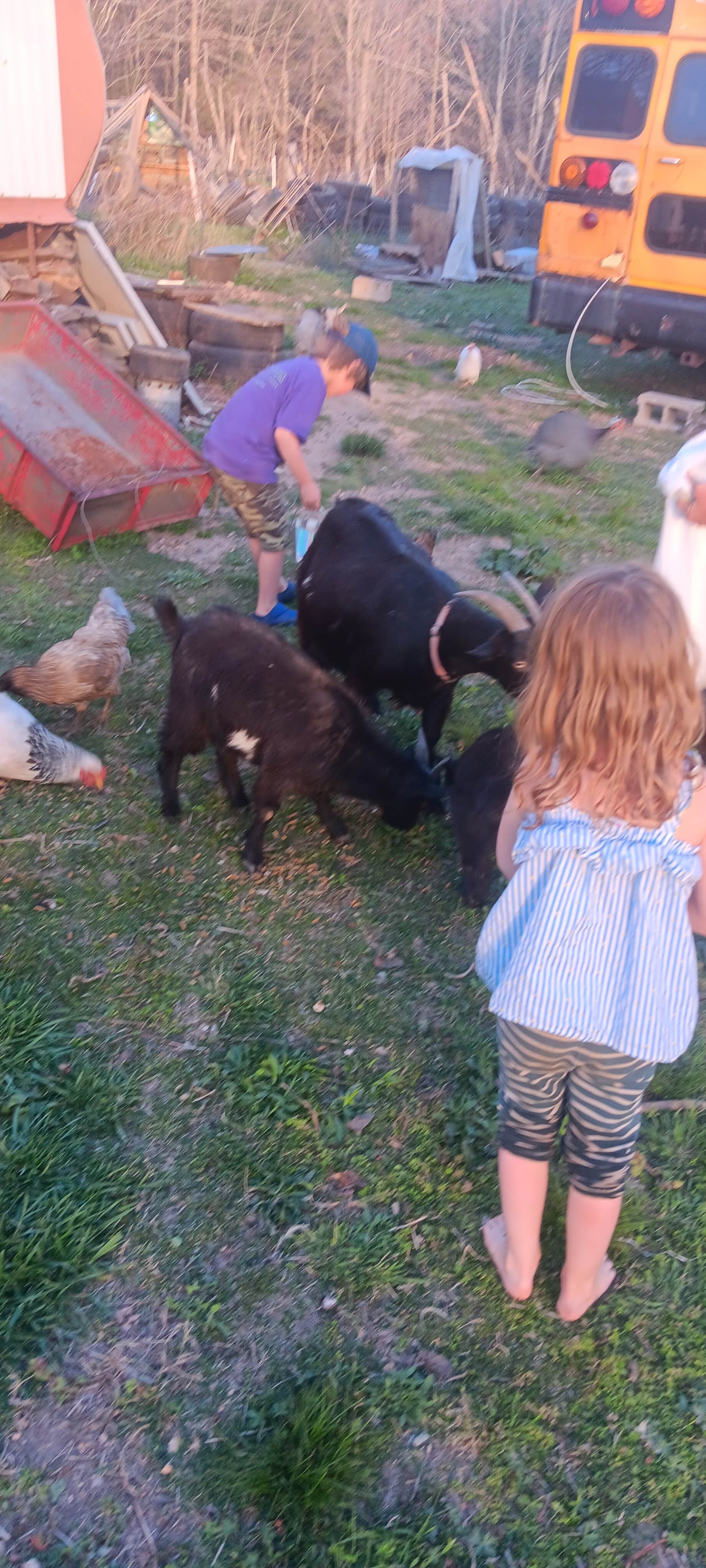 Camper submitted image from Wanderers End Sanctuary Forest Farm - 2