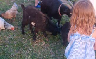 Bonnie M.'s photo at Wanderers End Sanctuary Forest Farm in Missouri