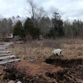 Review photo of Wanderers End Sanctuary Forest Farm by Bonnie M., April 15, 2024