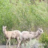 Review photo of Wapiti Campground by Gina P., June 19, 2026