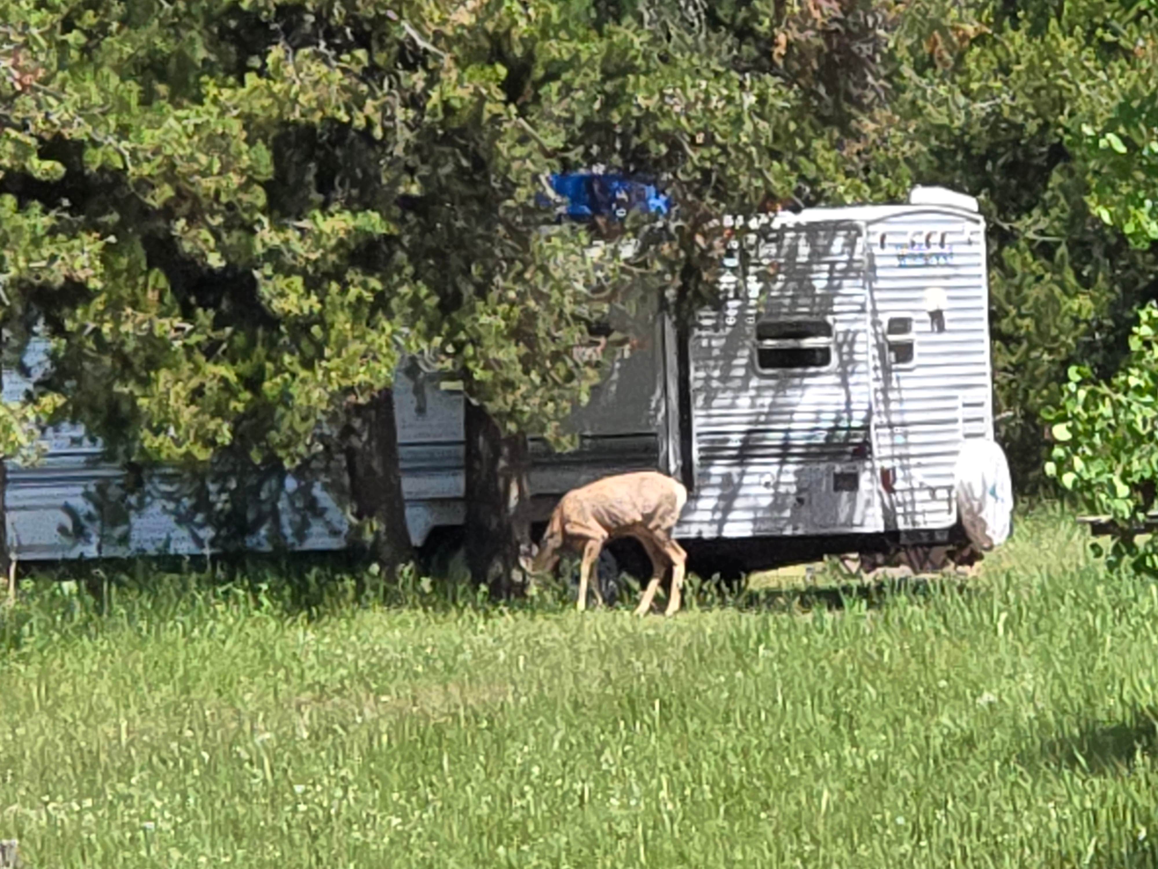 Camper submitted image from Warm River on Forest Road 150 - 1