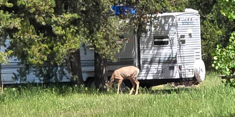 Camper submitted image from Warm River on Forest Road 150