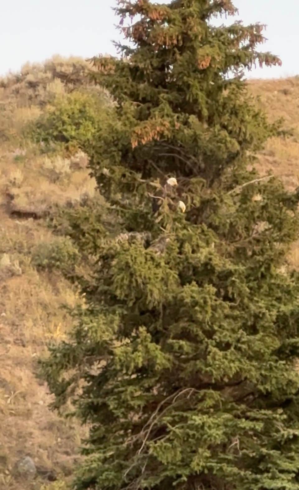 Warren Bridge Recreation Area Designated Dispersed Camping