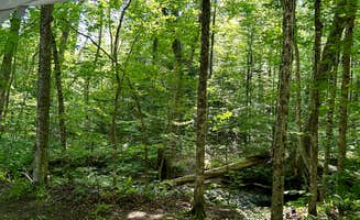 Thomas and James S.'s photo of a dispersed camping area at Austin Brook near Stowe, VT