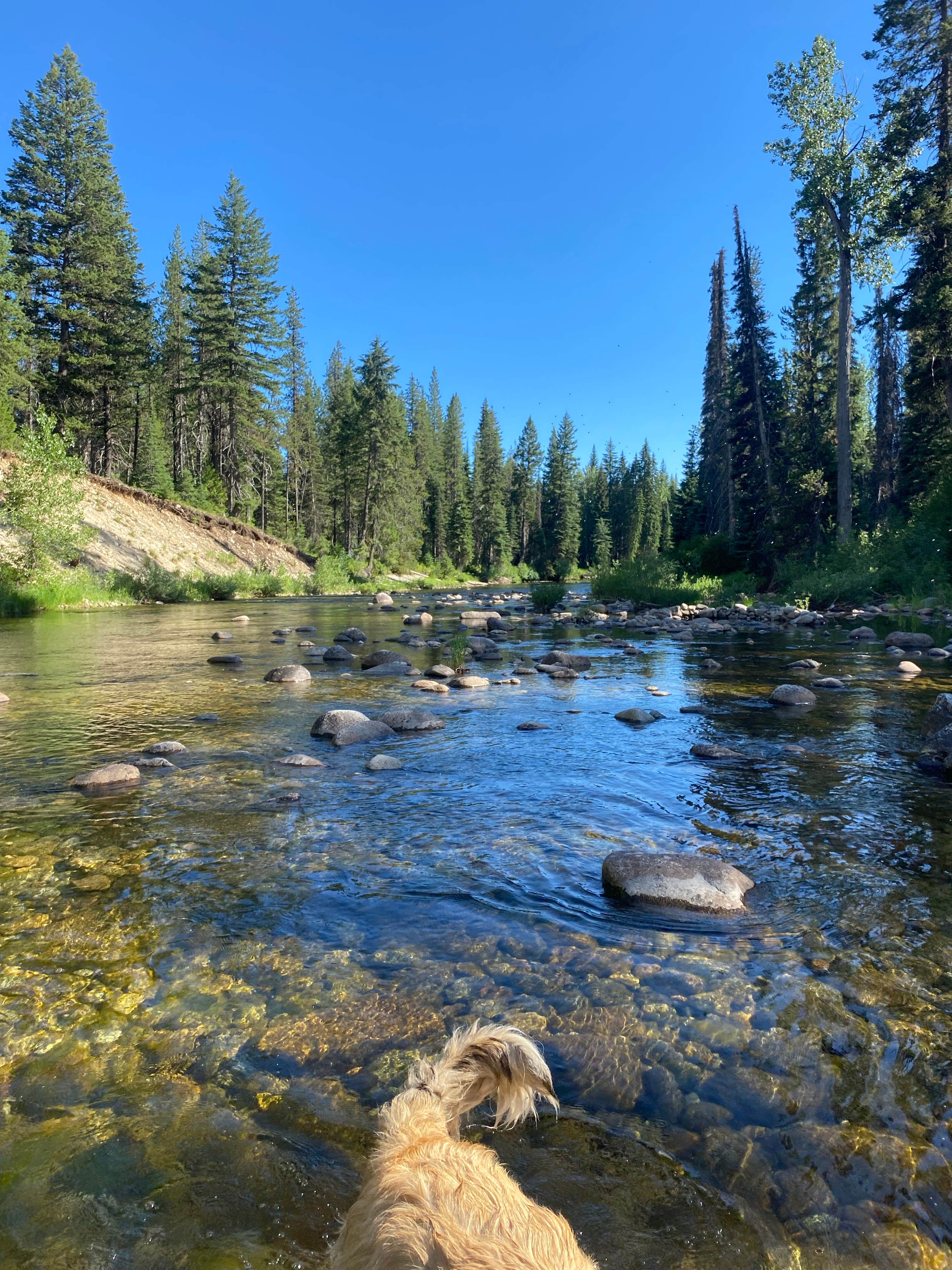 Camper-submitted photo at Warren Wagon Rd near Warren, ID