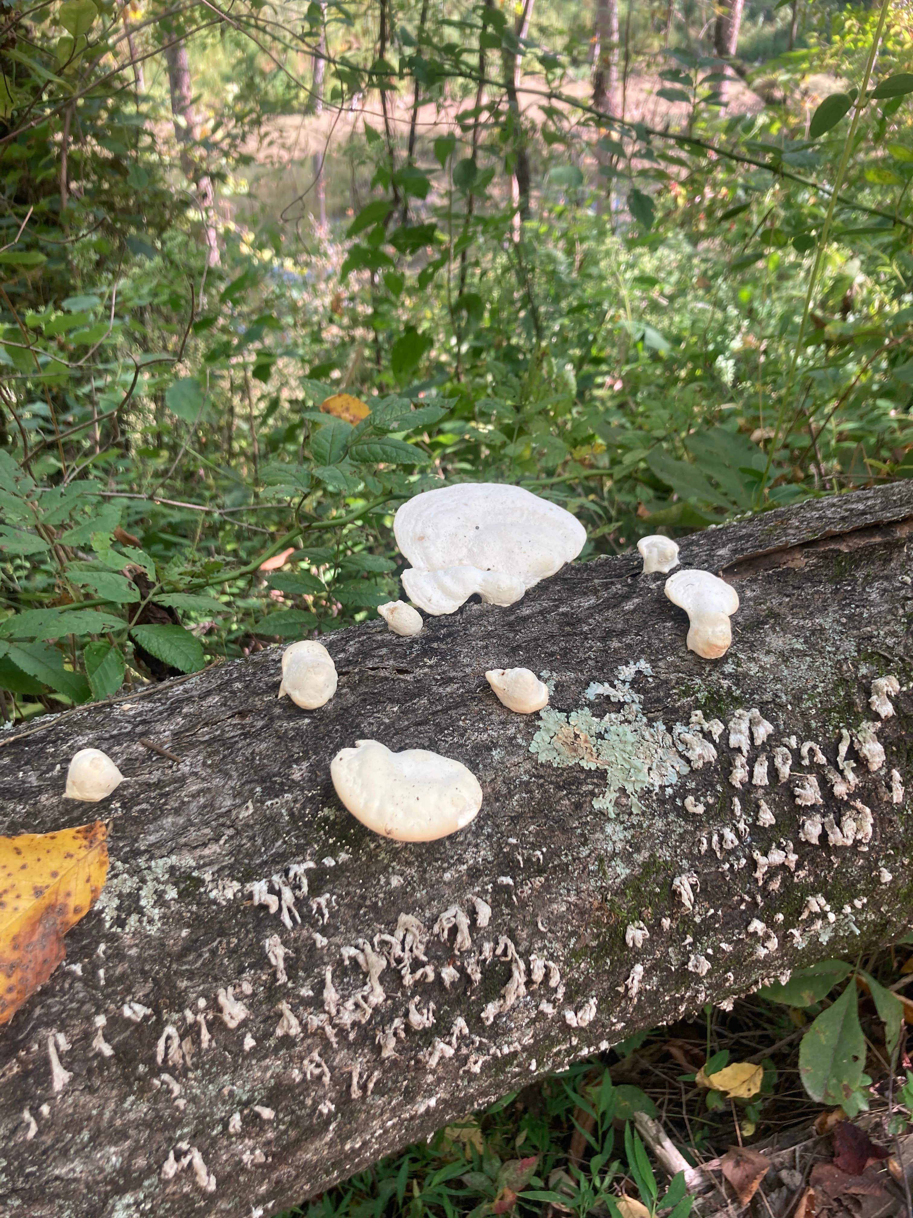 Camper submitted image from Warrick County Park Scales Lake Park - 1