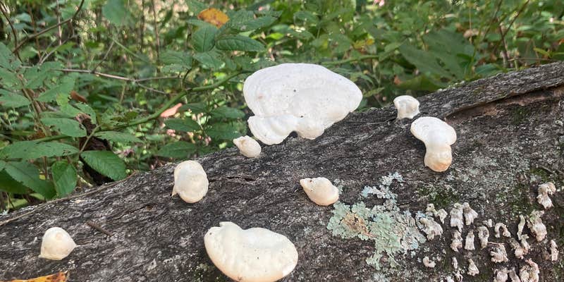 Camper submitted image from Warrick County Park Scales Lake Park