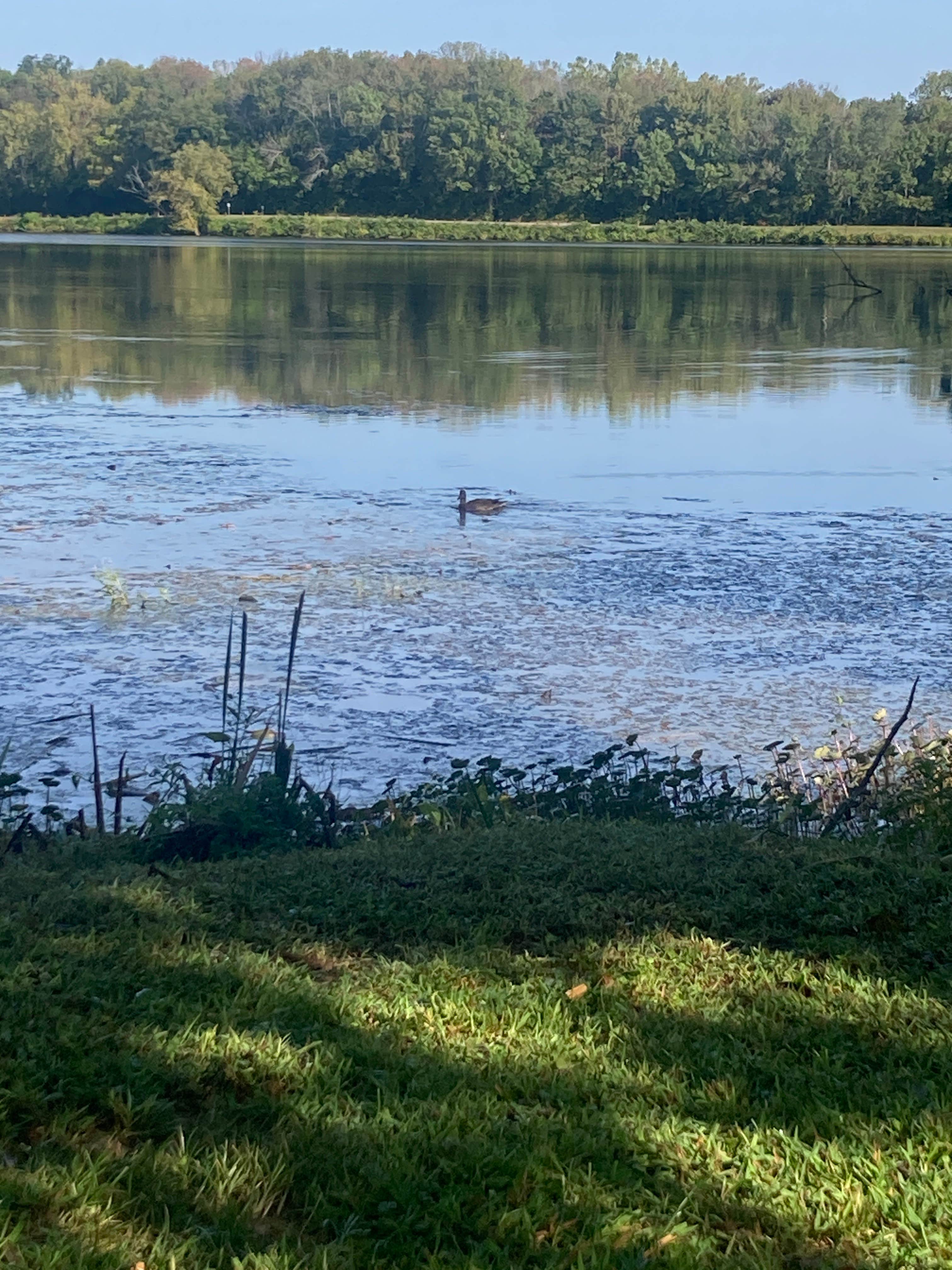 Camper submitted image from Warrick County Park Scales Lake Park - 3