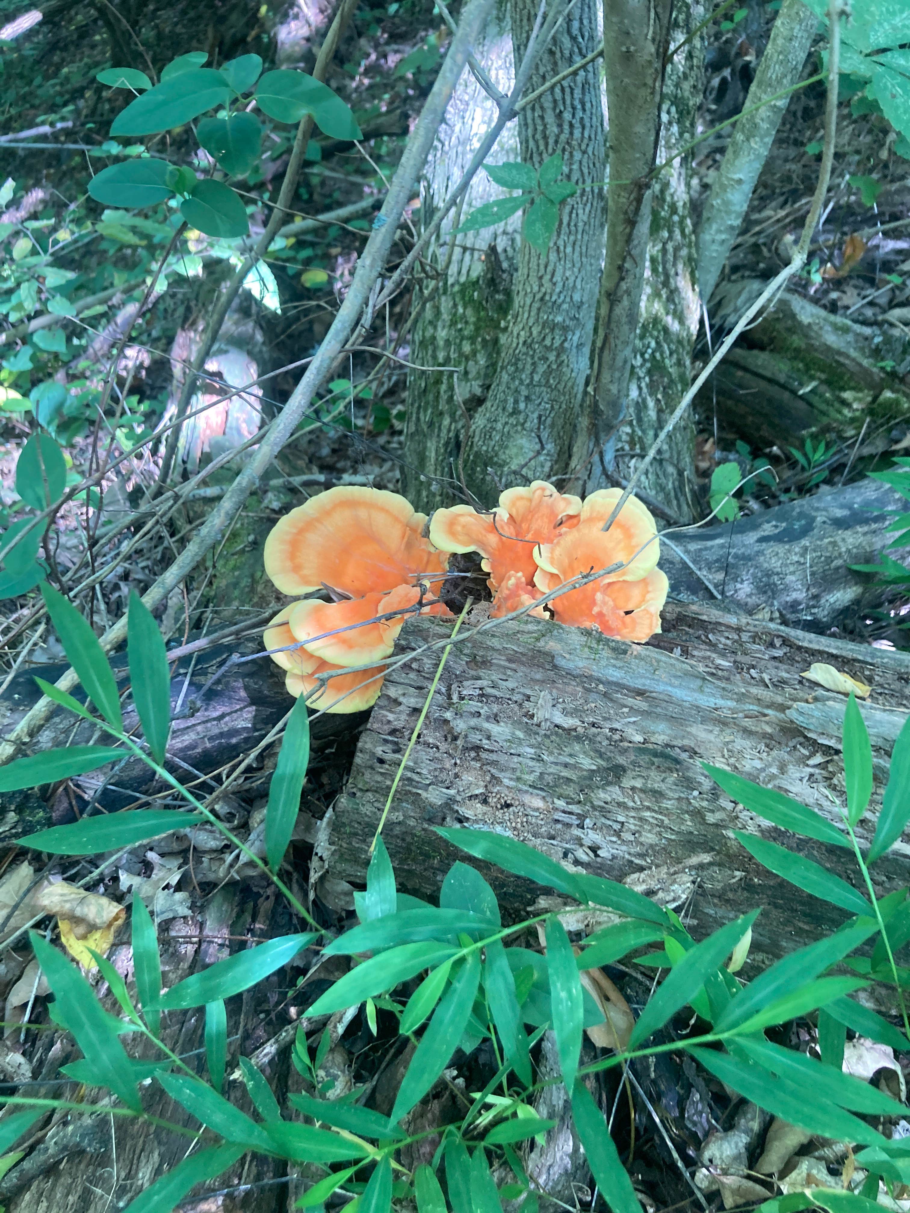 Camper-submitted photo at Warrick County Park Scales Lake Park near Lynnville, IN