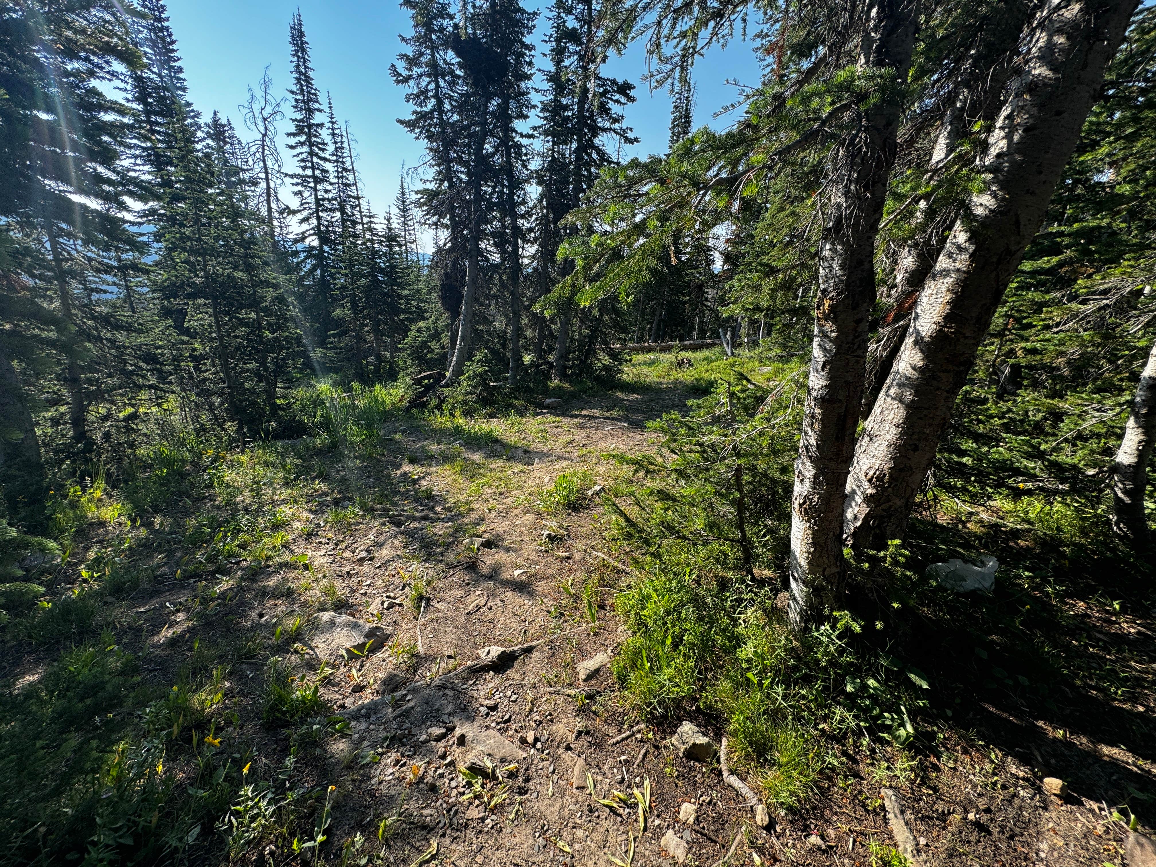 Wasatch National Forest Moosehorn Campground