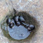 Review photo of Washington Beach Pulloff by Teri B., June 29, 2026