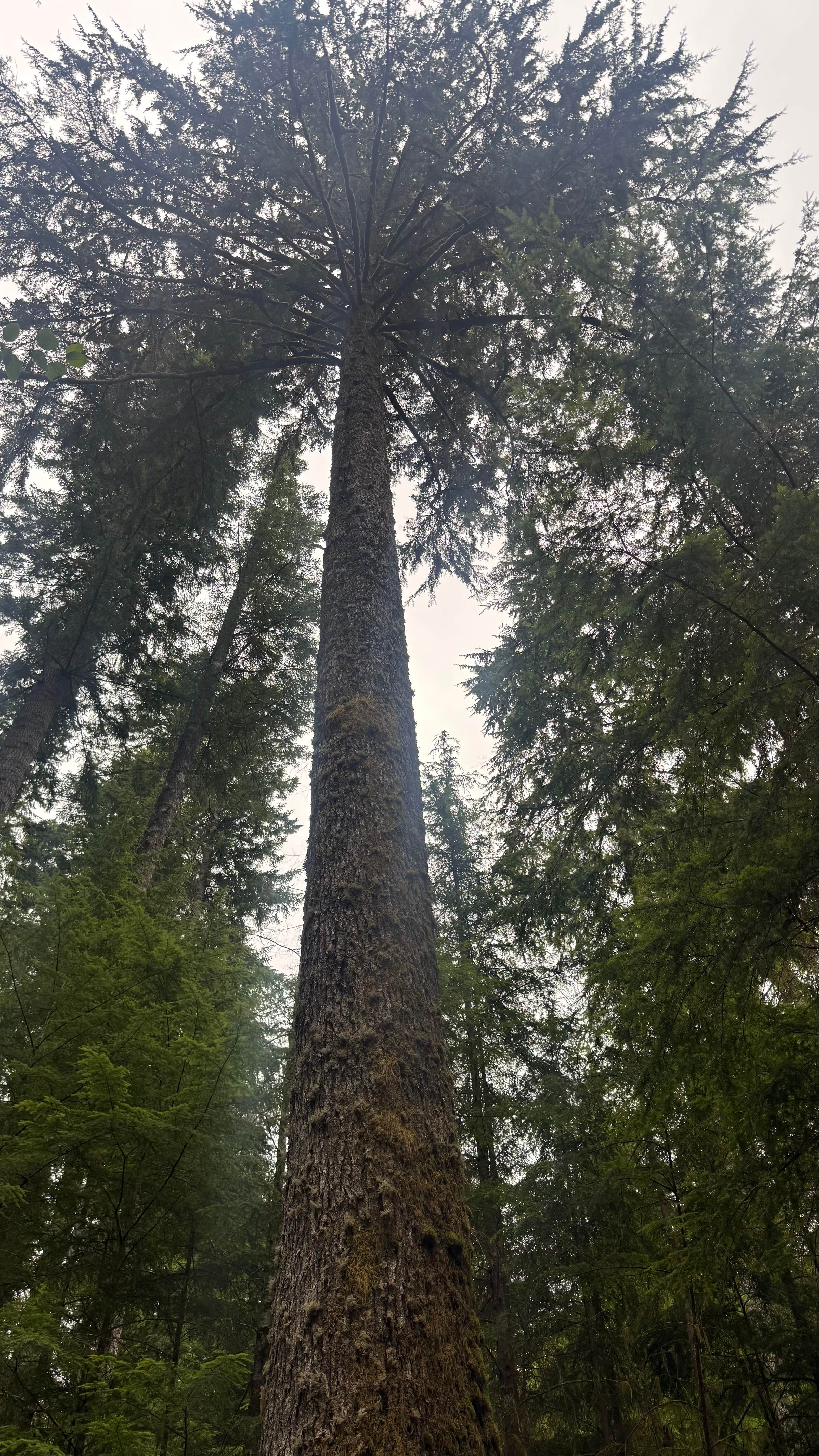 Camper-submitted photo at Bear Creek - State Forest near Beaver, WA