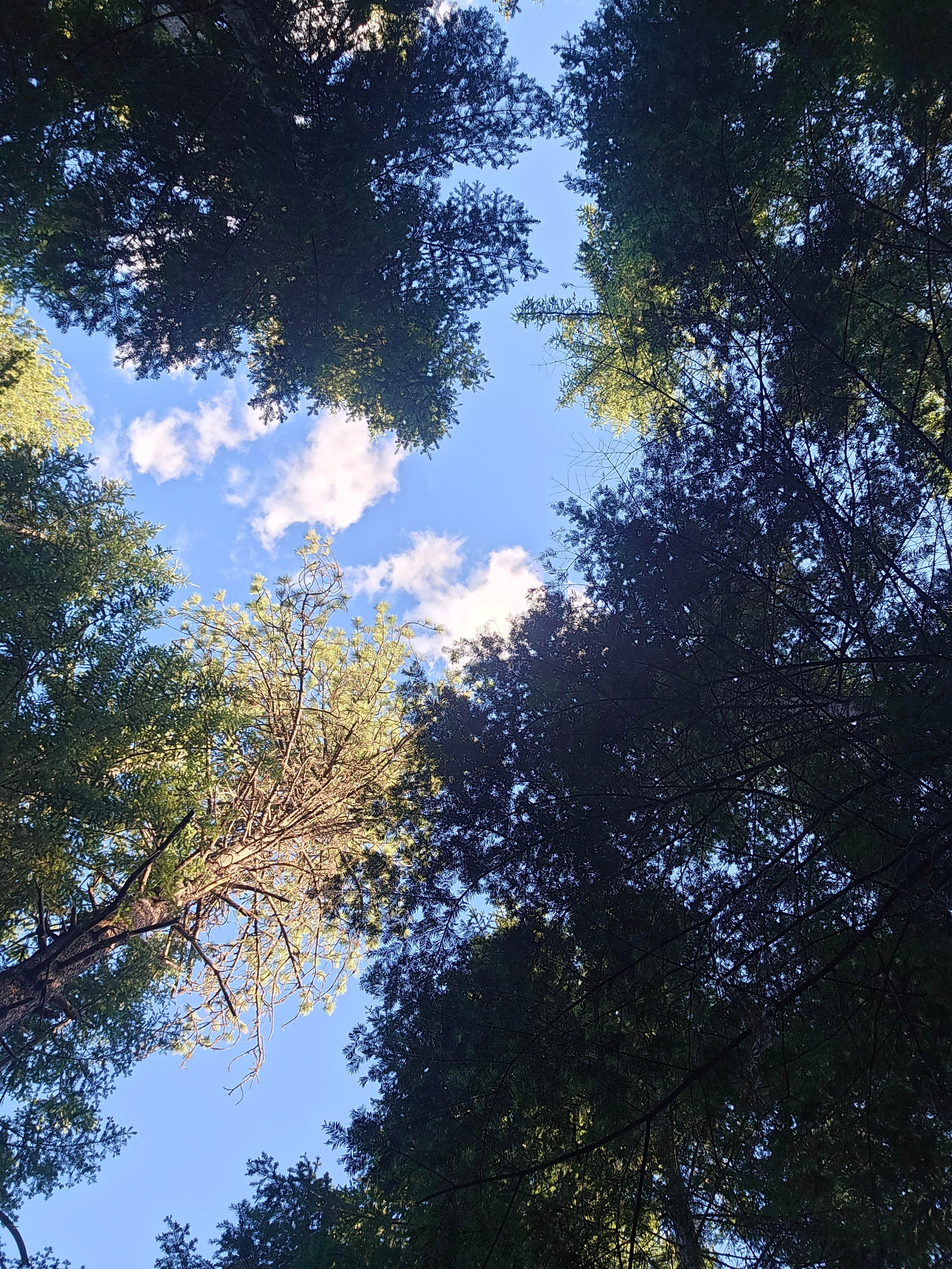 Camper submitted image from Big Meadow Lake Campground - 1