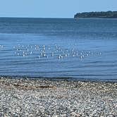 Review photo of Birch Bay State Park Campground by michael D., August 11, 2024