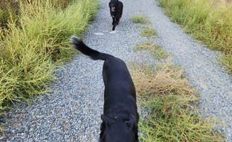 Robert T.'s photo of camping with pets at Blue Lake South near Oroville, WA