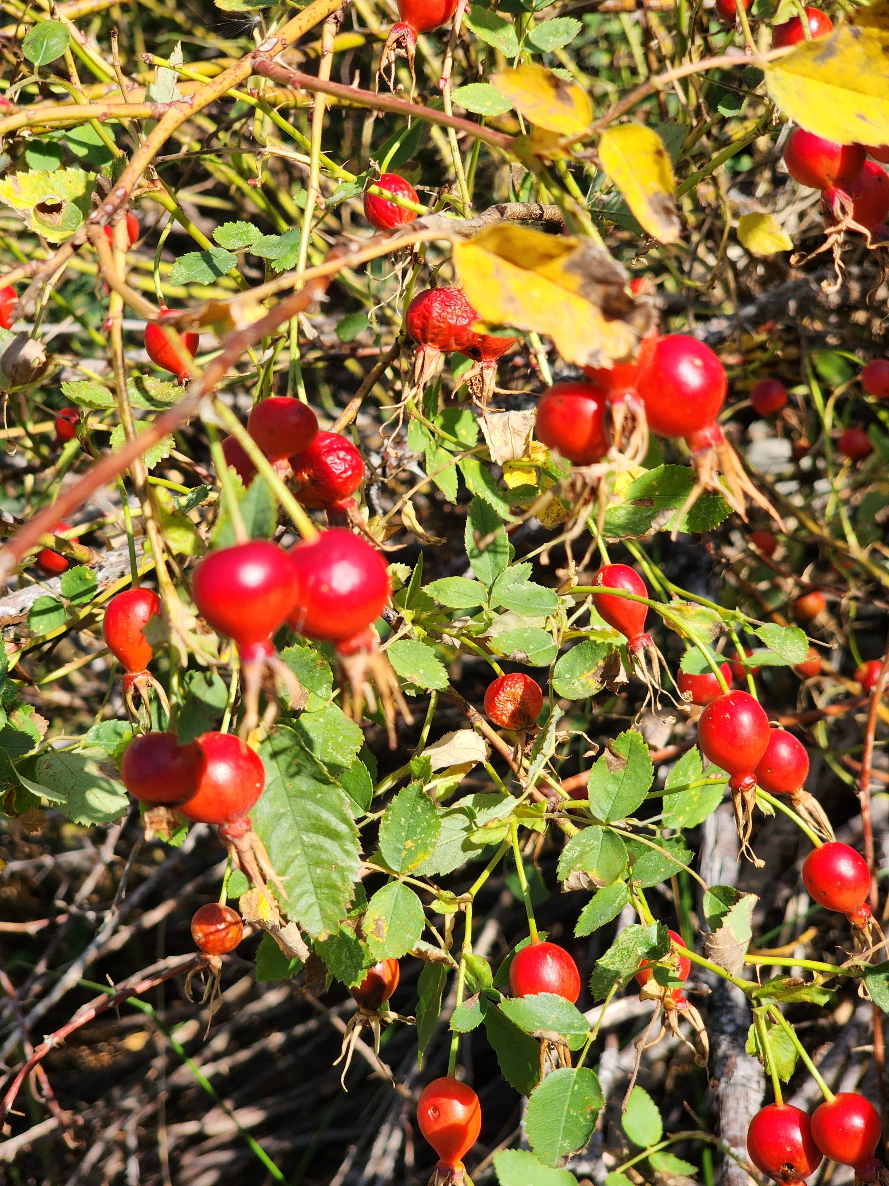 Camper-submitted photo at Blue Lake South near Tonasket, WA