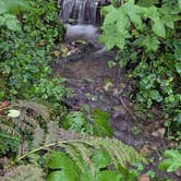 Review photo of Bogachiel State Park Campground by Carol & Ed V., October 2, 2025