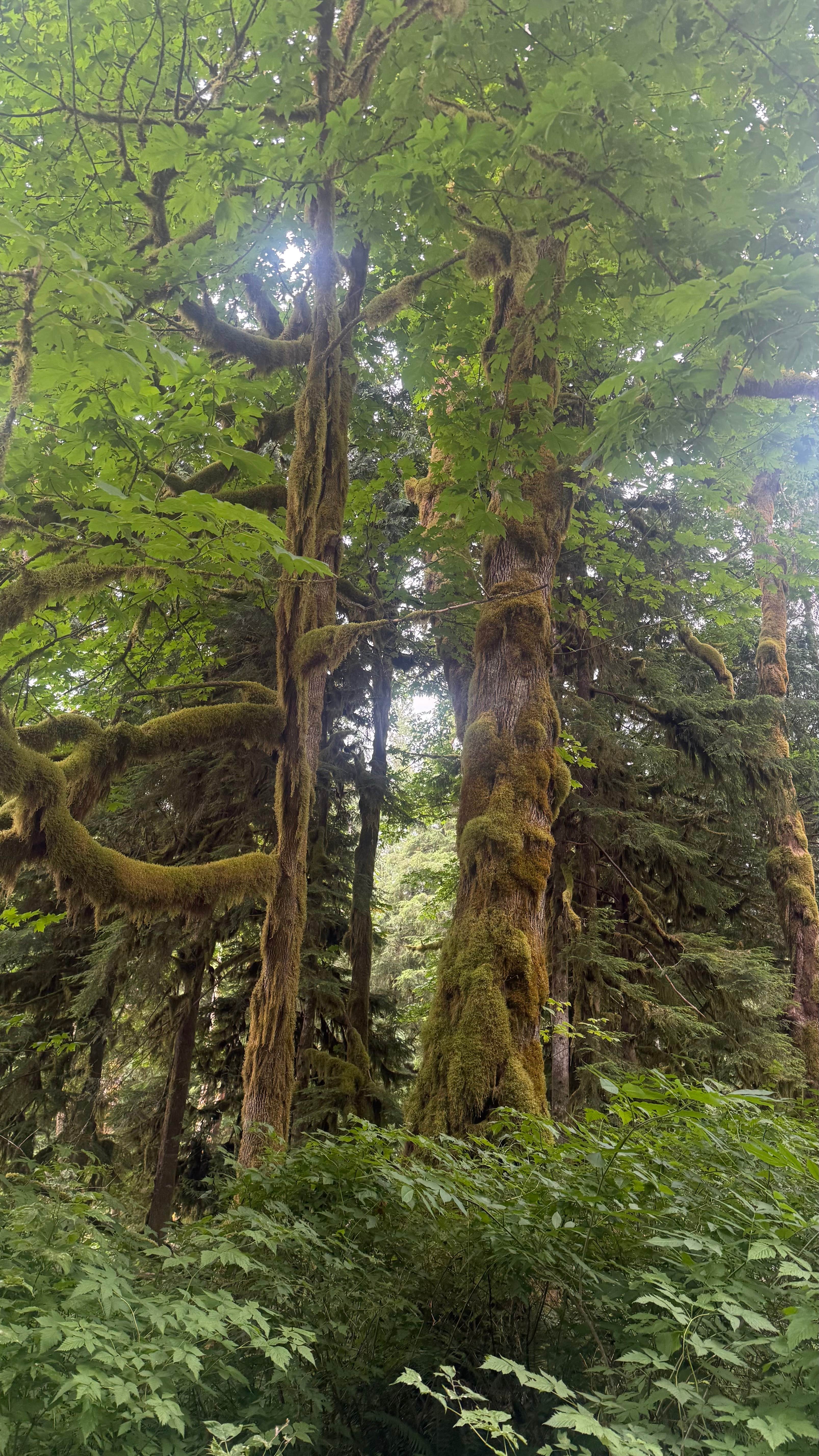 Camper-submitted photo at Boulder Creek near Conconully, WA