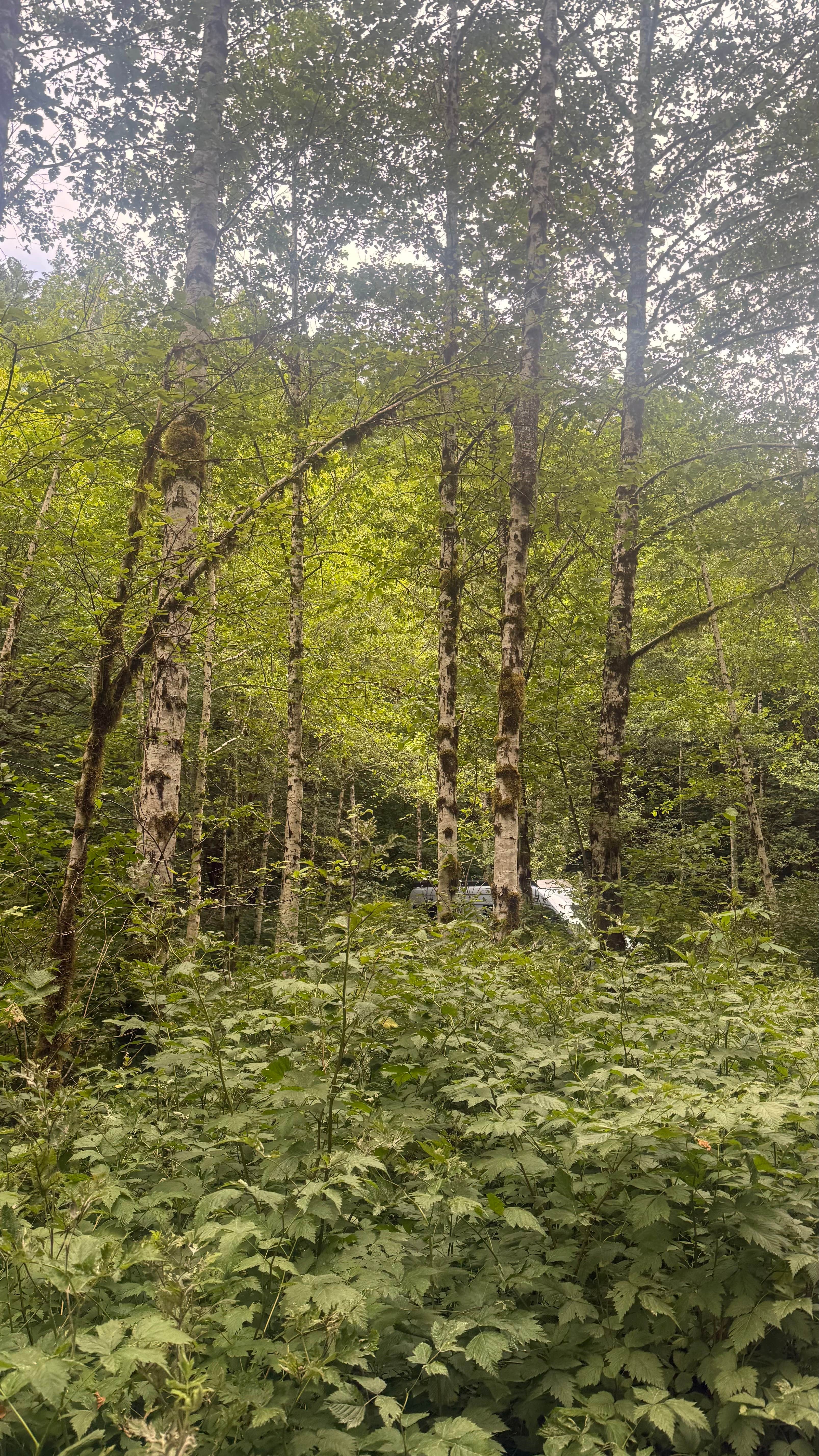 Camper-submitted photo at Boulder Creek near Conconully, WA