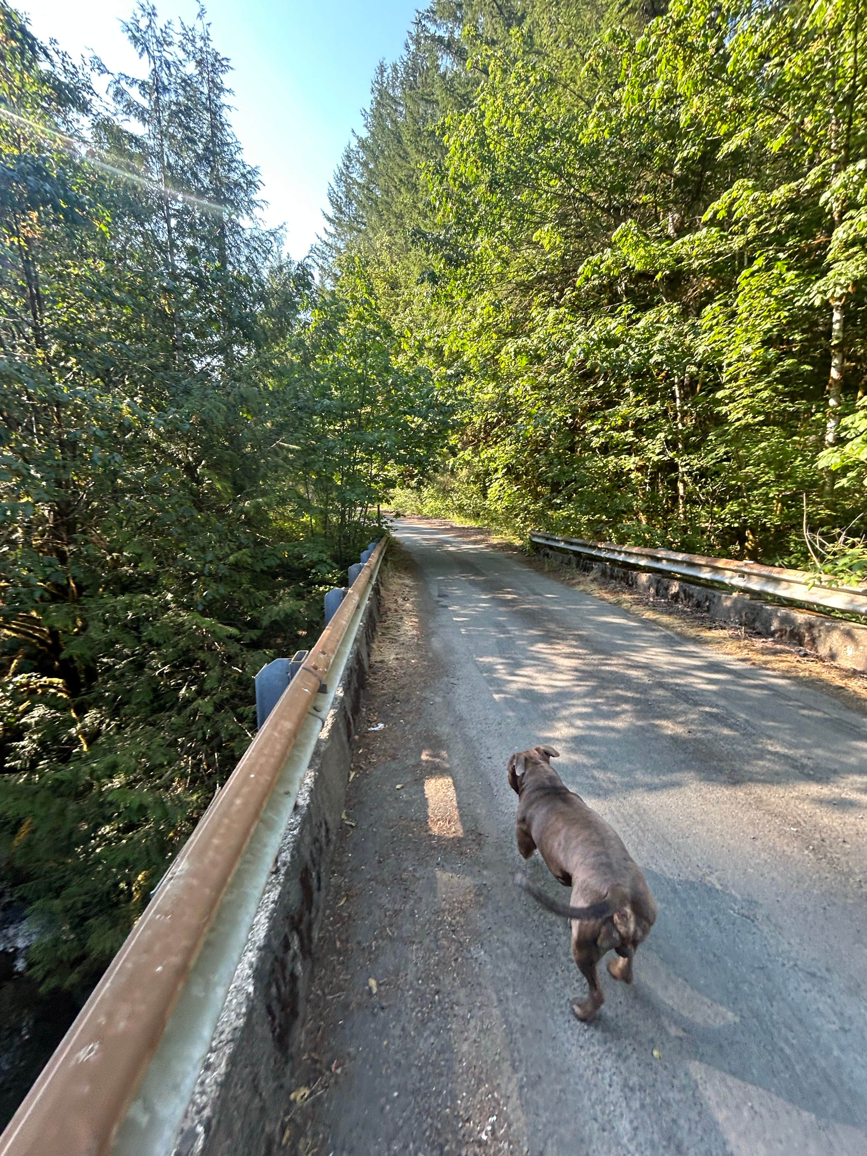 Melissa B.'s photo of camping with pets at Gifford Pinchot National Forest-Canyon Creek Dispersed Camping near Cougar, WA