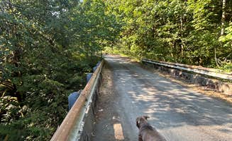 Melissa B.'s photo of camping with pets at Gifford Pinchot National Forest-Canyon Creek Dispersed Camping near Cougar, WA