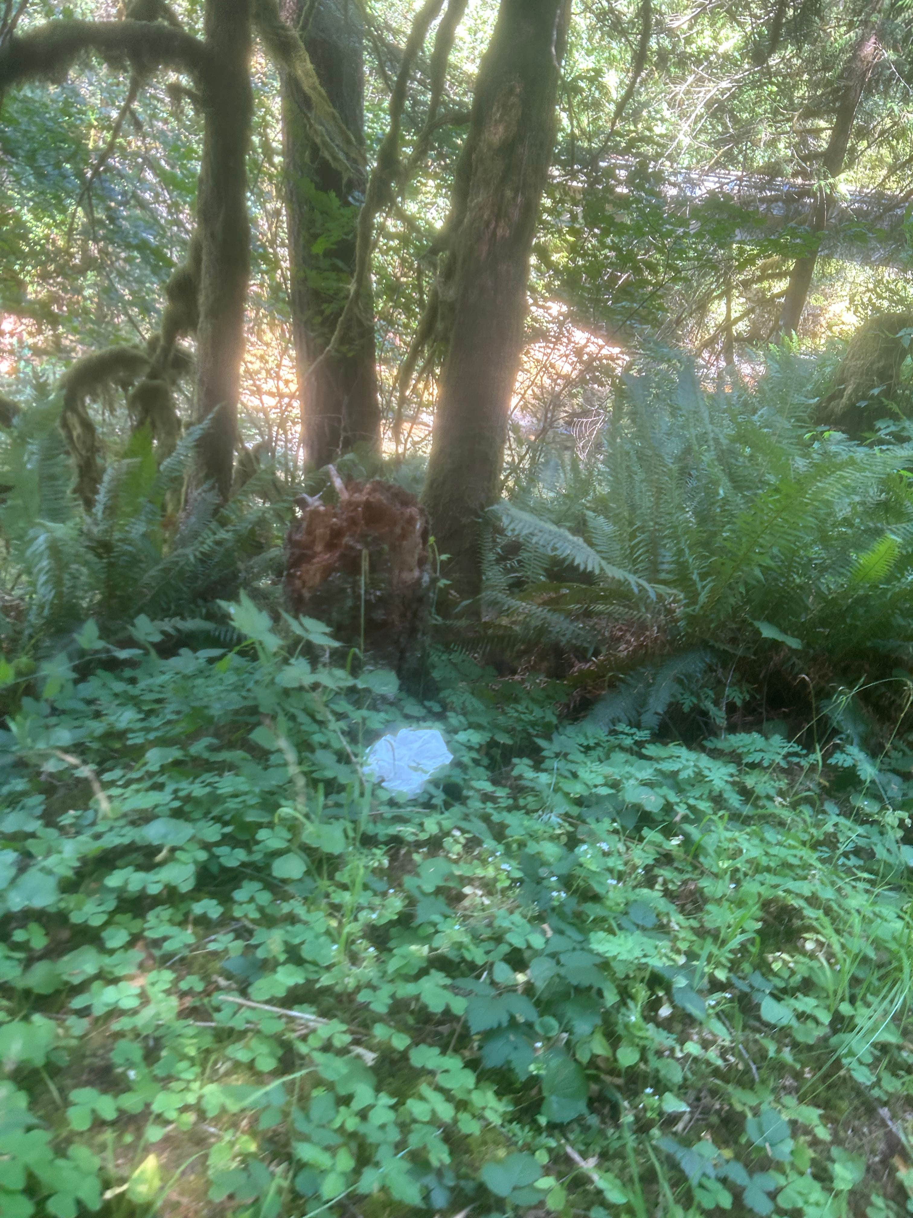 Camper-submitted photo at Gifford Pinchot National Forest-Canyon Creek Dispersed Camping near Yacolt, WA