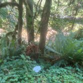 Review photo of Gifford Pinchot National Forest-Canyon Creek Dispersed Camping by Melissa B., July 29, 2024