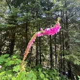 Review photo of Gifford Pinchot National Forest-Canyon Creek Dispersed Camping by Melissa B., July 29, 2024