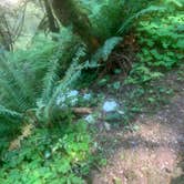 Review photo of Gifford Pinchot National Forest-Canyon Creek Dispersed Camping by Melissa B., July 29, 2024