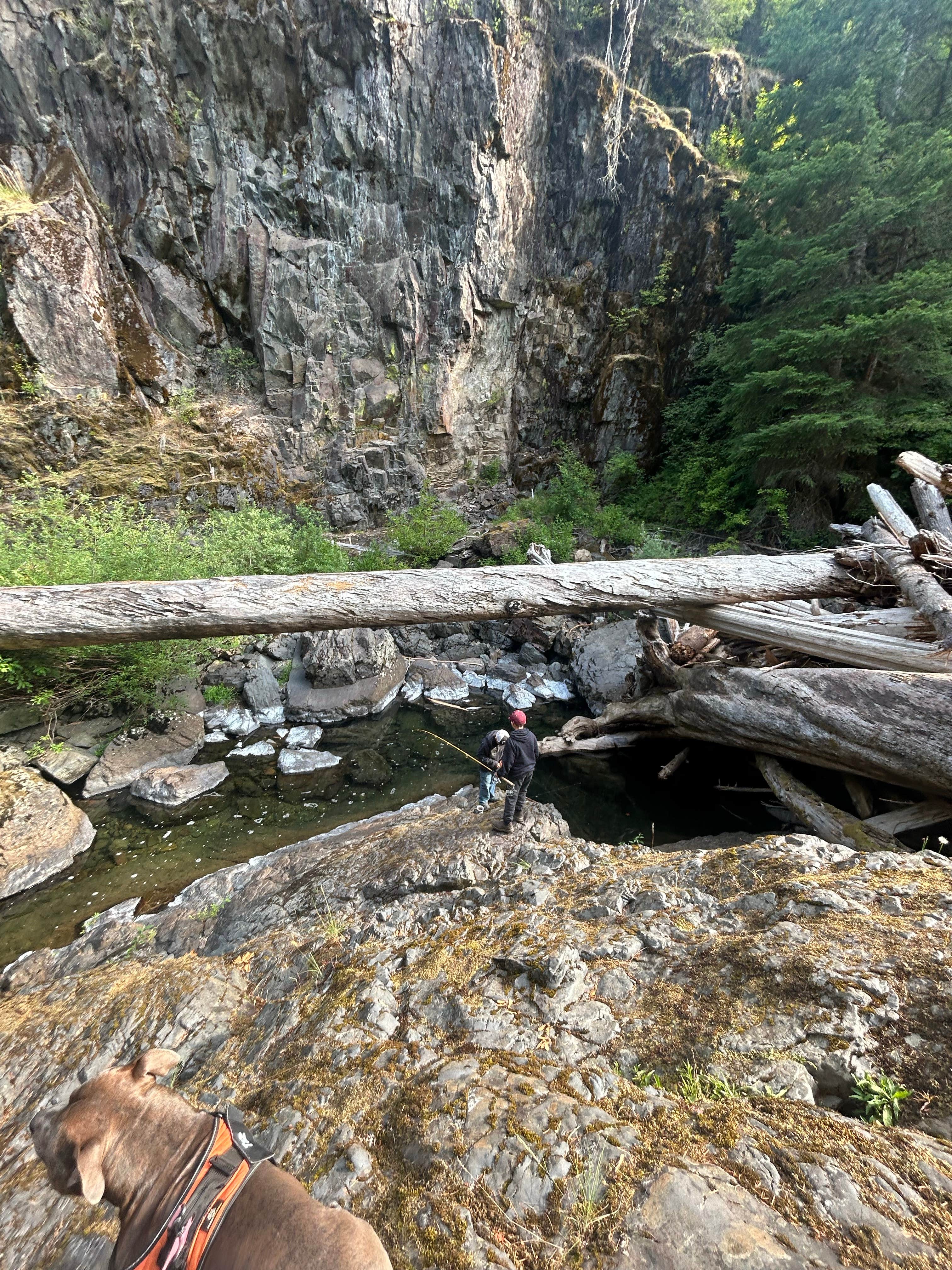 Melissa B.'s photo of camping with pets at Gifford Pinchot National Forest-Canyon Creek Dispersed Camping near Ridgefield, WA