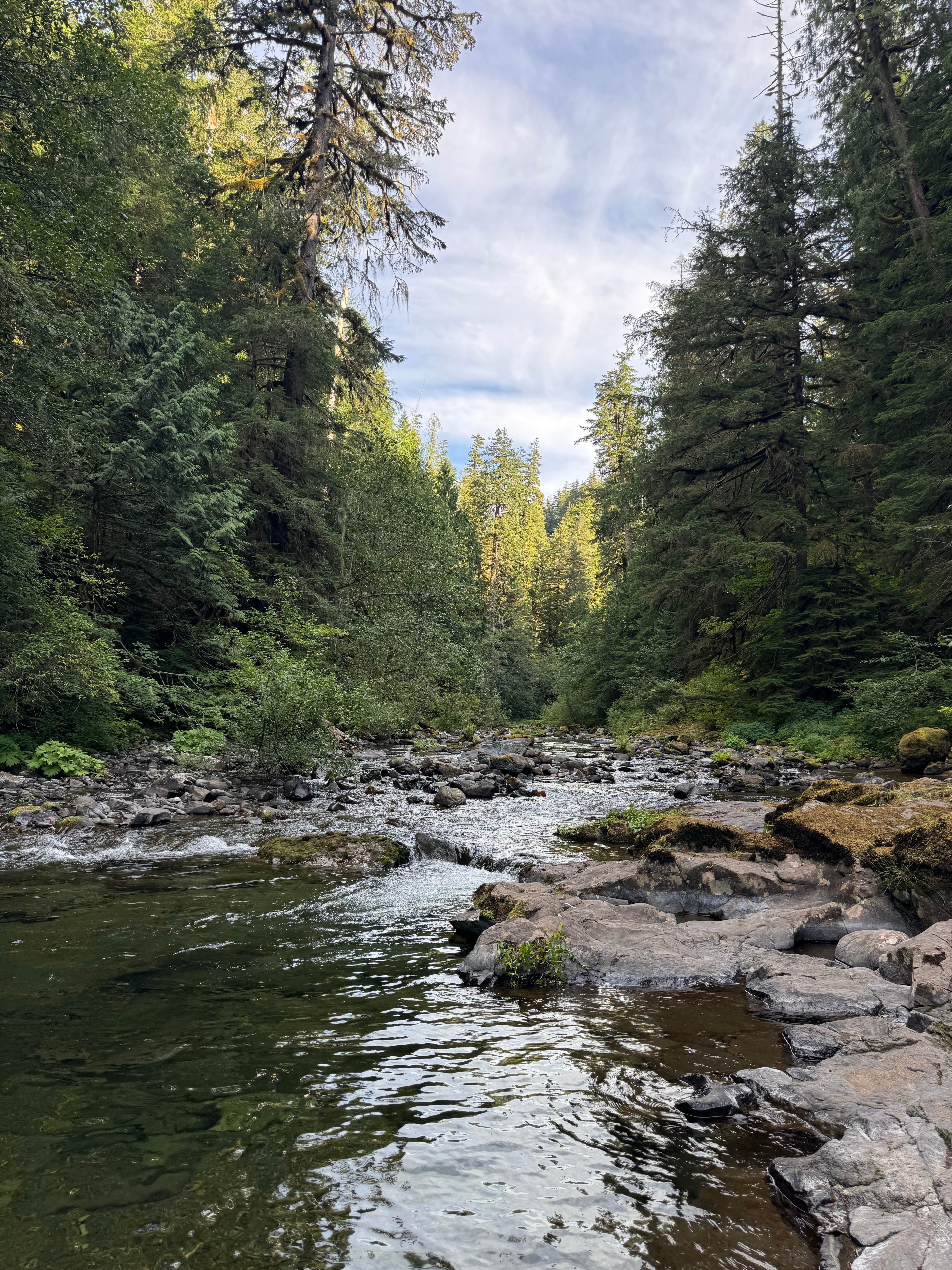 Gifford Pinchot National Forest-Canyon Creek Dispersed Camping