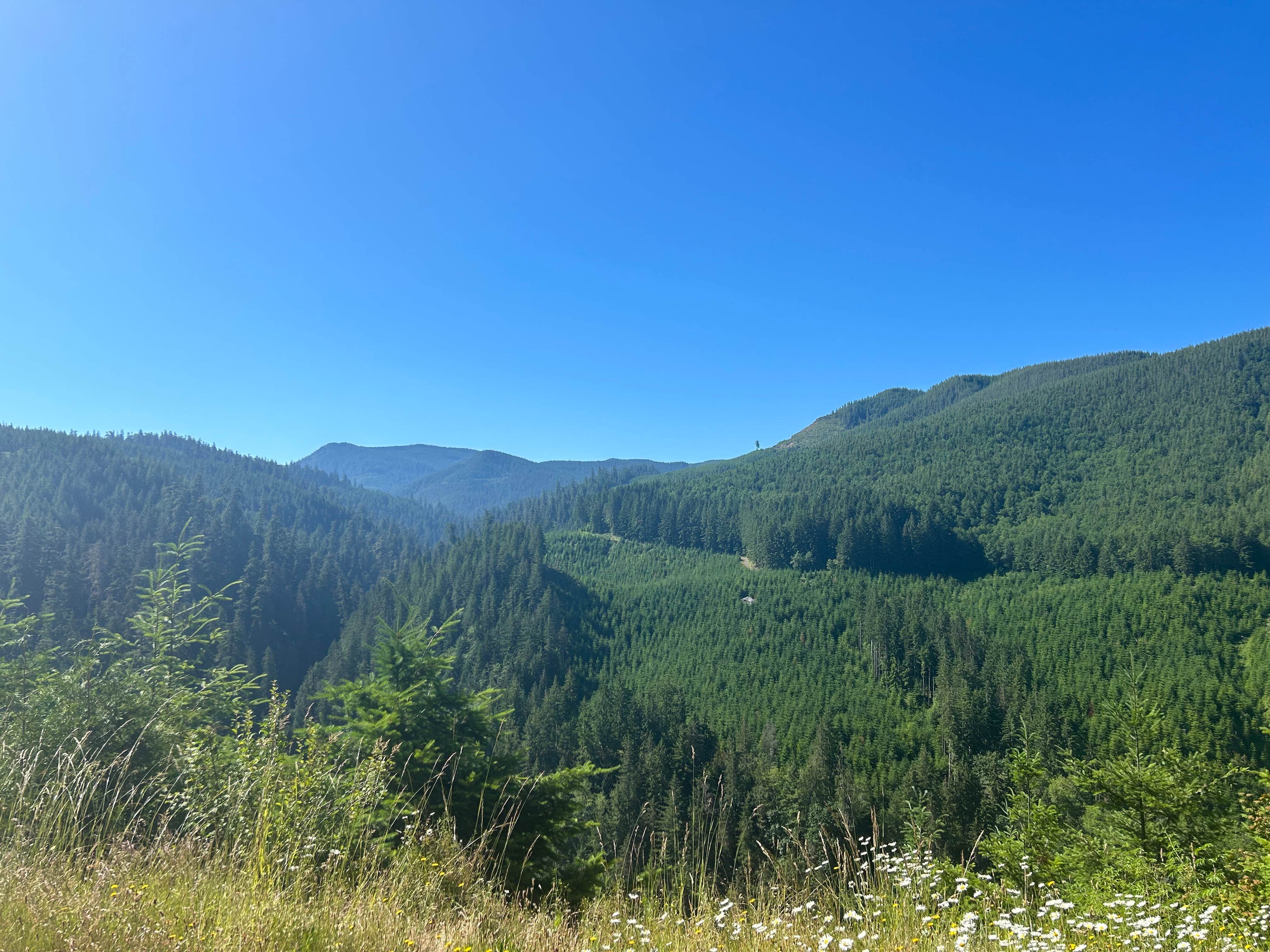 Camper-submitted photo at Gifford Pinchot National Forest-Canyon Creek Dispersed Camping near Yacolt, WA