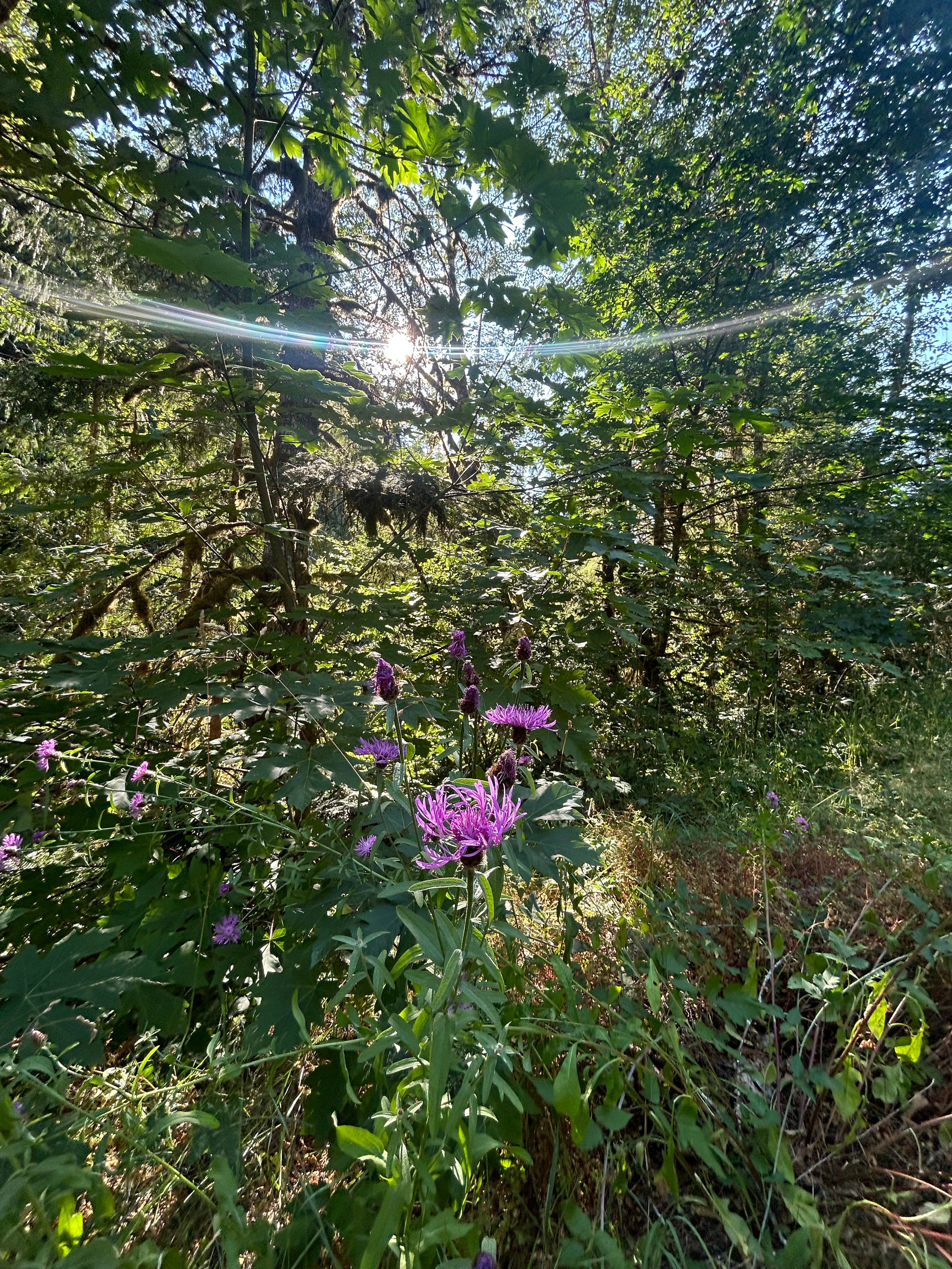 Melissa B.'s photo of a dispersed camping area at Gifford Pinchot National Forest-Canyon Creek Dispersed Camping near Cascade Locks, OR