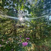 Review photo of Gifford Pinchot National Forest-Canyon Creek Dispersed Camping by Melissa B., July 29, 2024