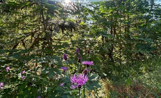 Melissa B.'s photo of a dispersed camping area at Gifford Pinchot National Forest-Canyon Creek Dispersed Camping near Troutdale, OR