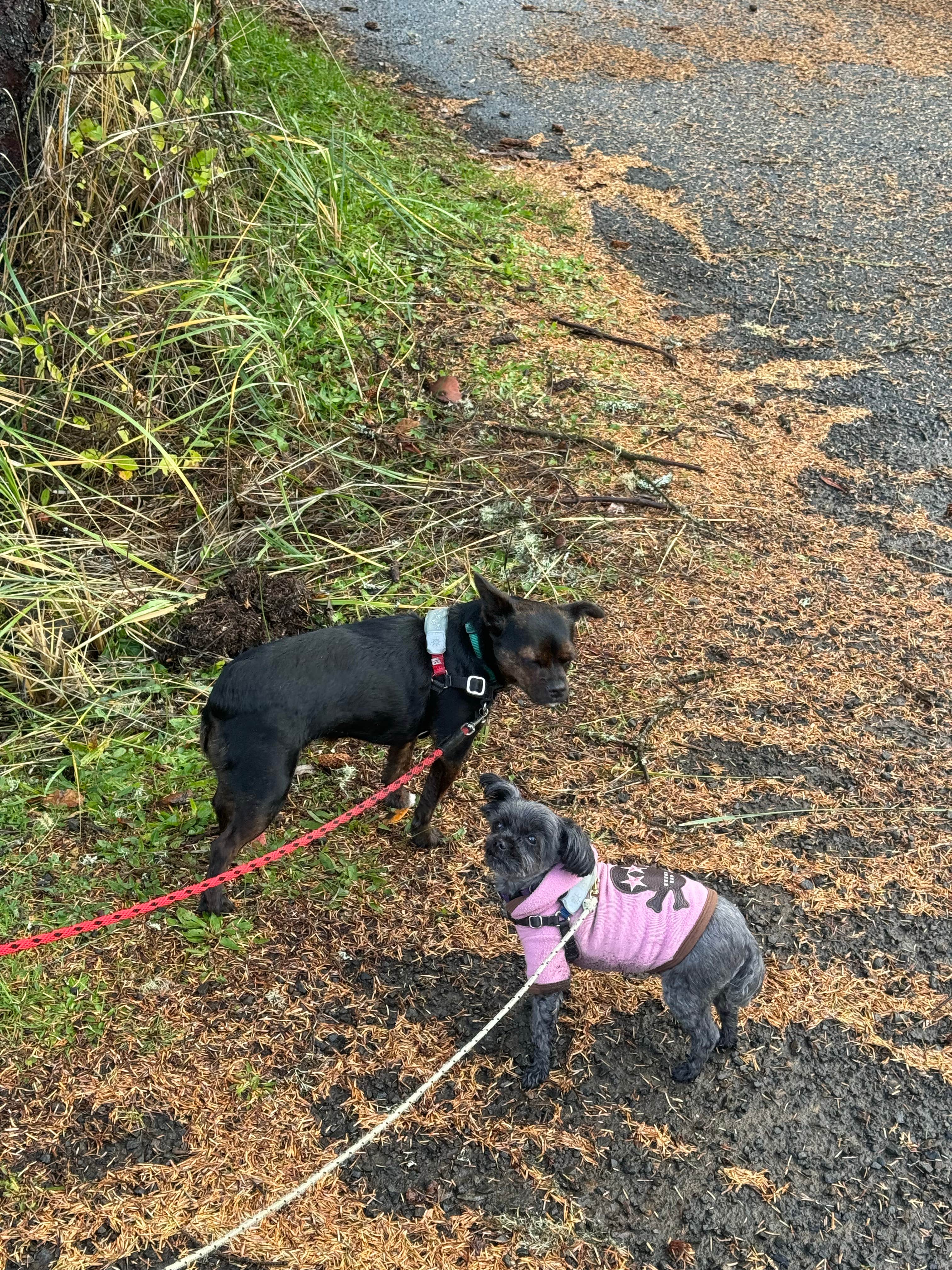 L & J L.'s photo of camping with pets at Cape Disappointment State Park Campground near Warrenton, OR
