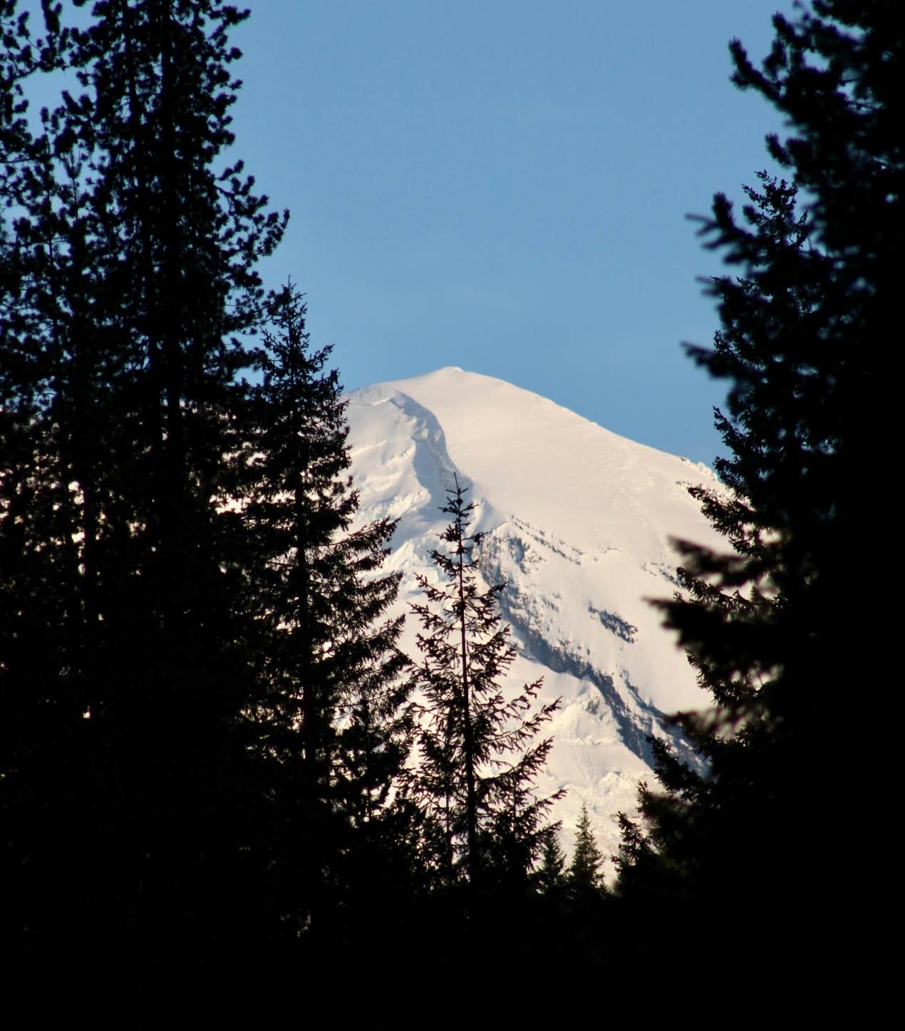 Camper-submitted photo at Horse Camp: Cody near Gifford Pinchot National Forest