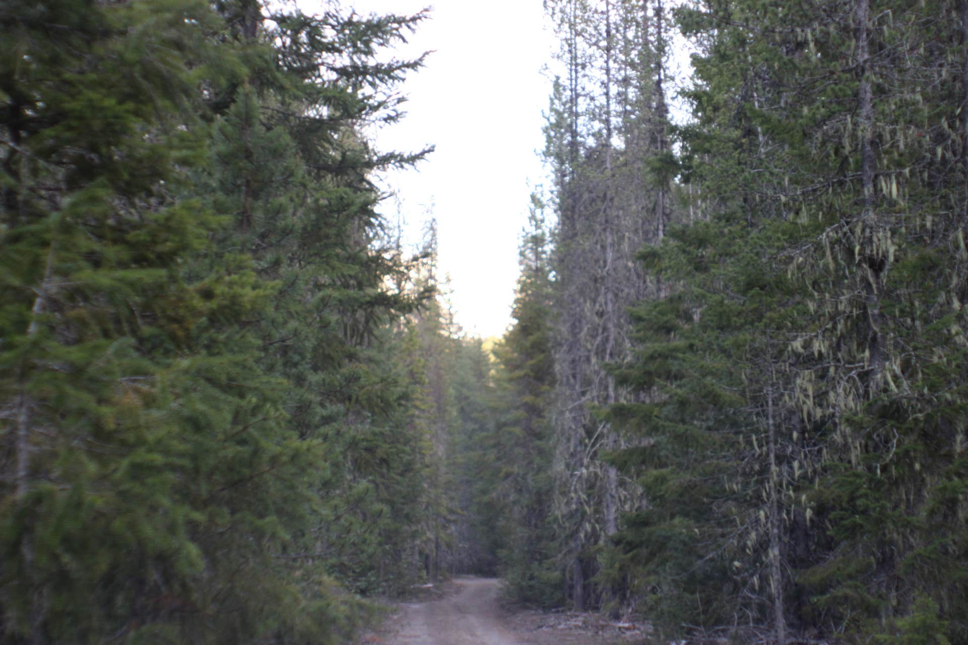 Camper-submitted photo at Horse Camp: Cody near Gifford Pinchot National Forest