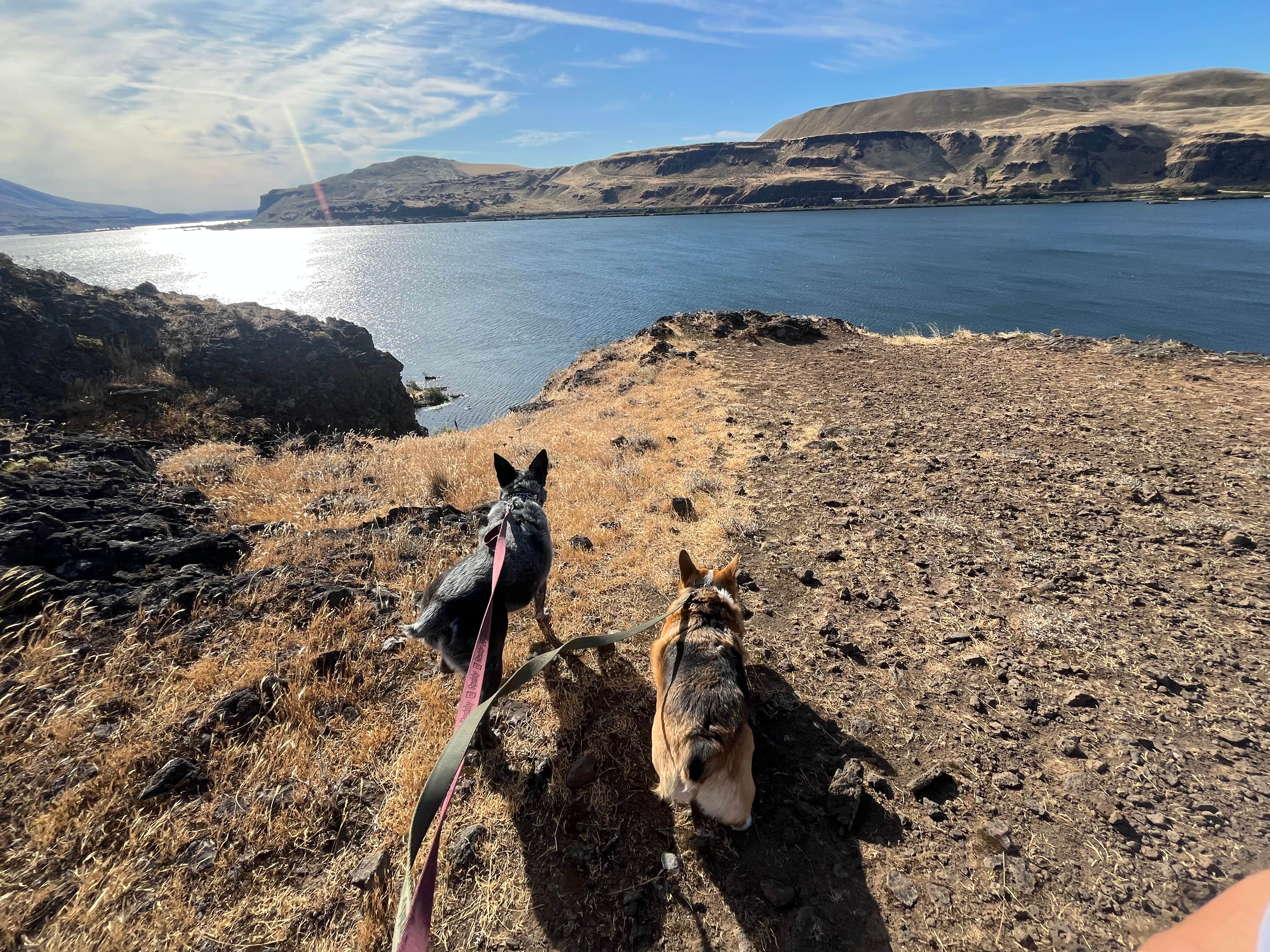 Stephanie F.'s photo of camping with pets at Columbia Hills Historical State Park Campground near The Dalles, OR