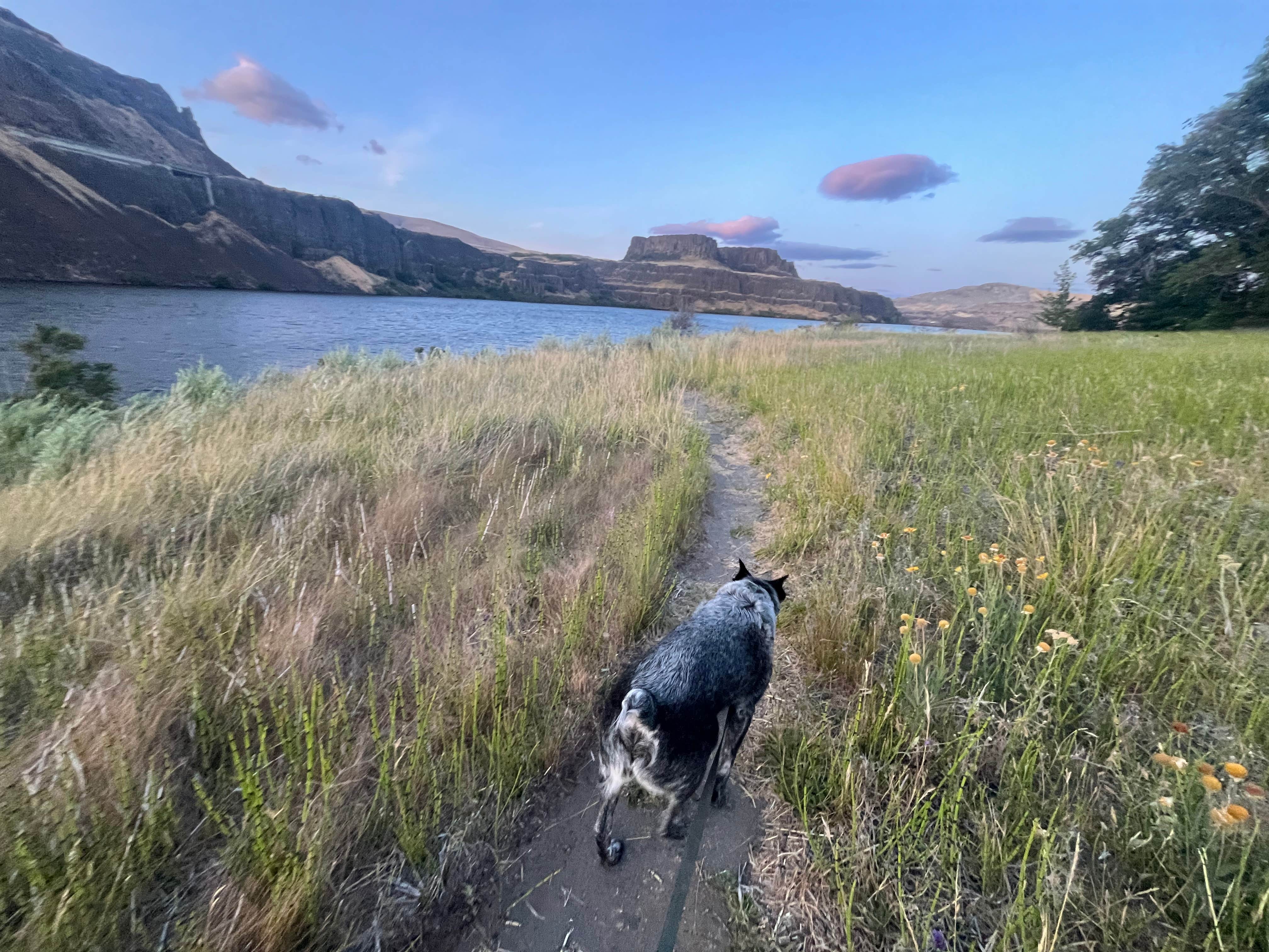 Stephanie F.'s photo of camping with pets at Columbia Hills Historical State Park Campground near Moro, OR