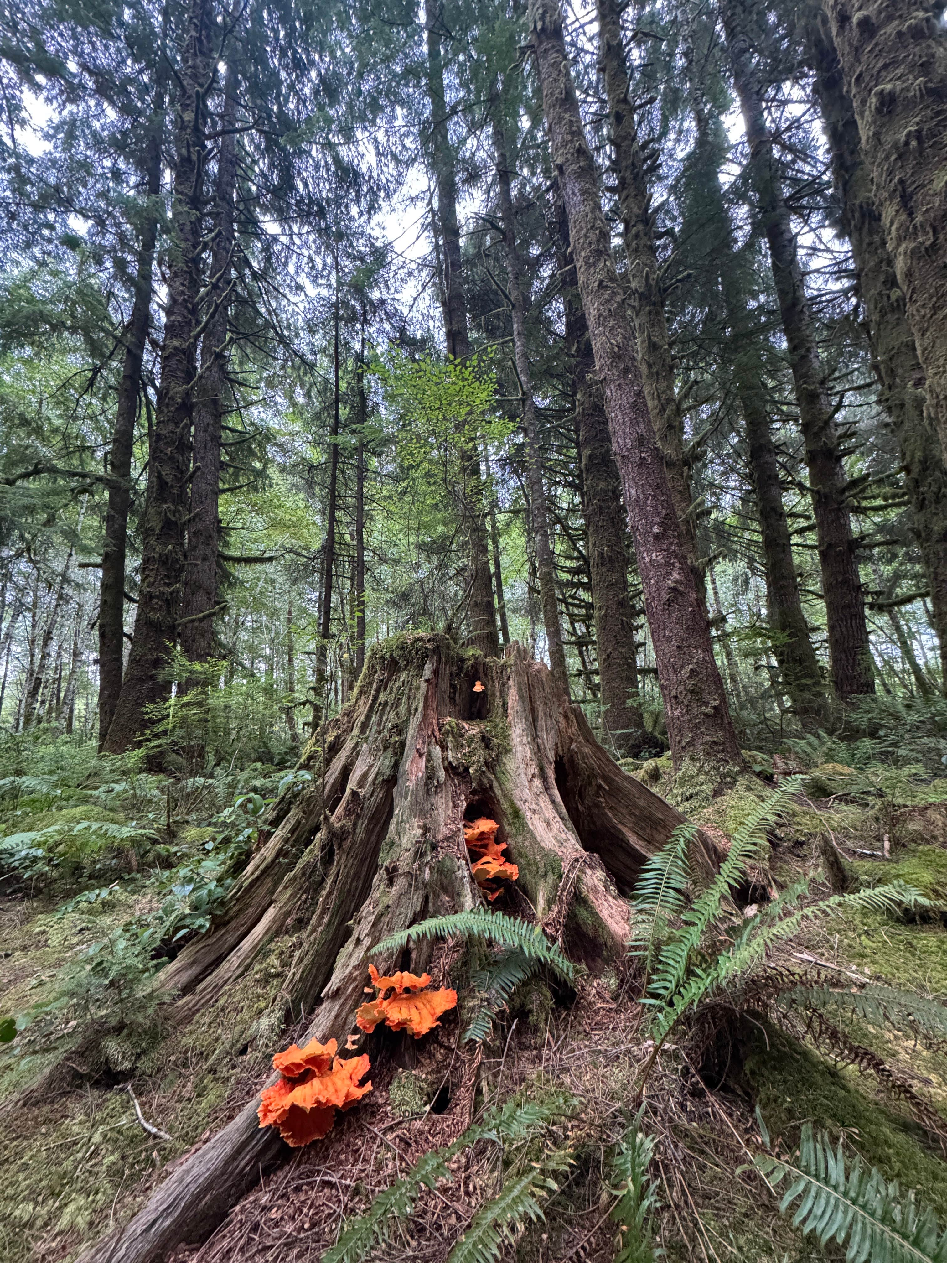 Camper-submitted photo at Cottonwood Campground near Forks, WA