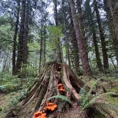 Review photo of Cottonwood Campground by TheFoxphire F., September 23, 2025