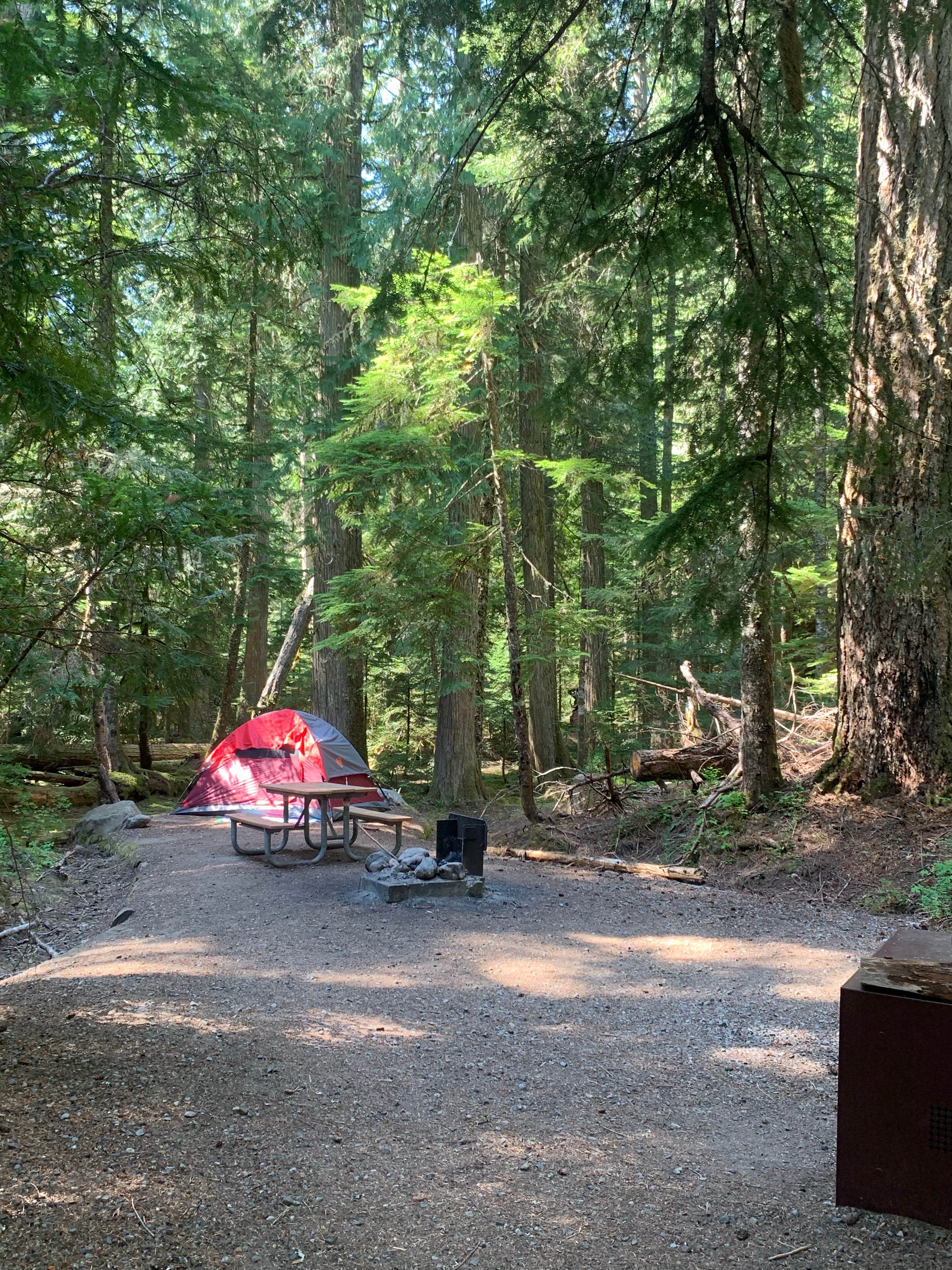 cheryl's photo at Cougar Rock Campground — Mount Rainier National Park near Ashford, WA