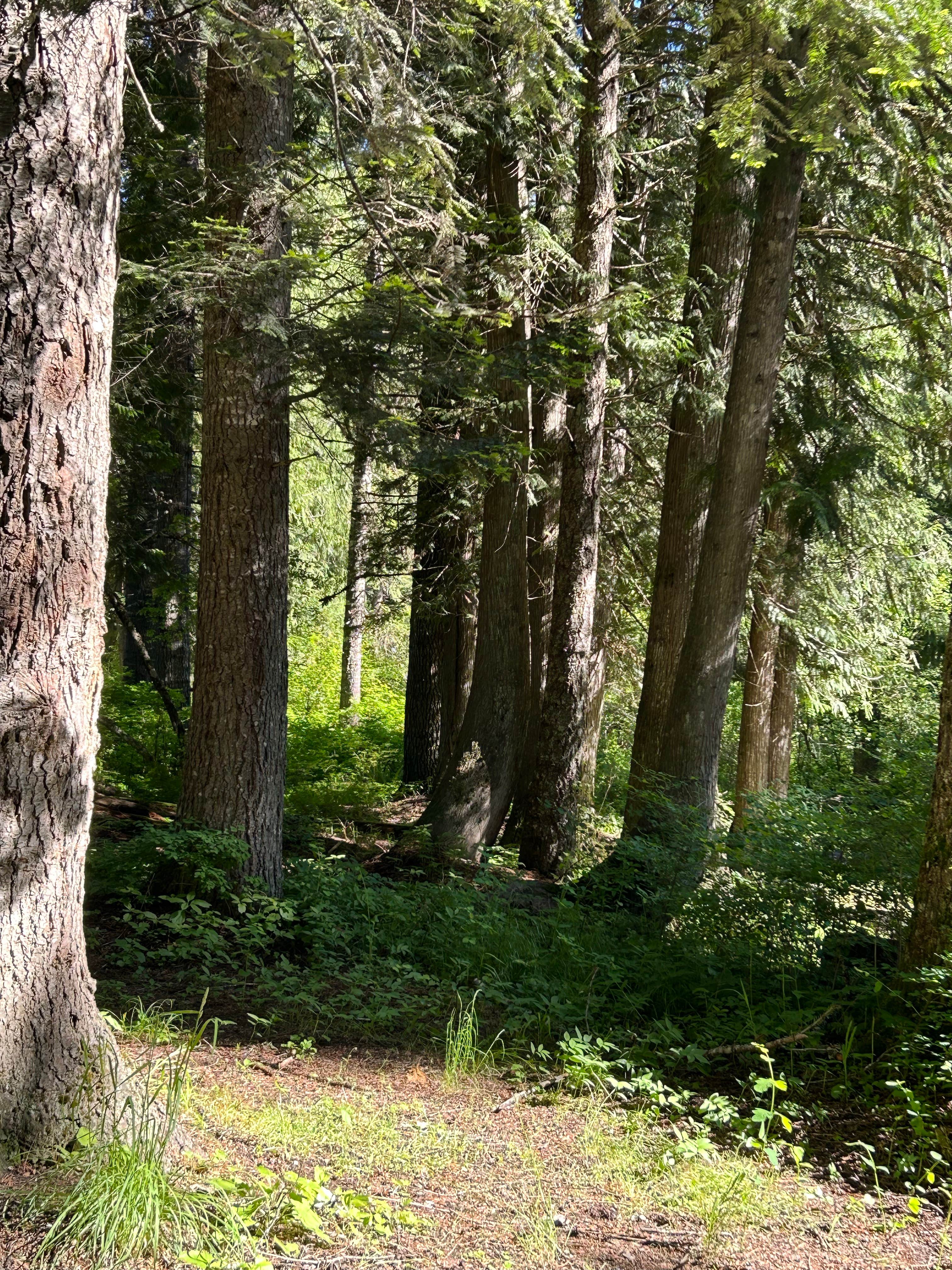 Camper-submitted photo at Washington Creek Campground near Nez Perce-Clearwater National Forests