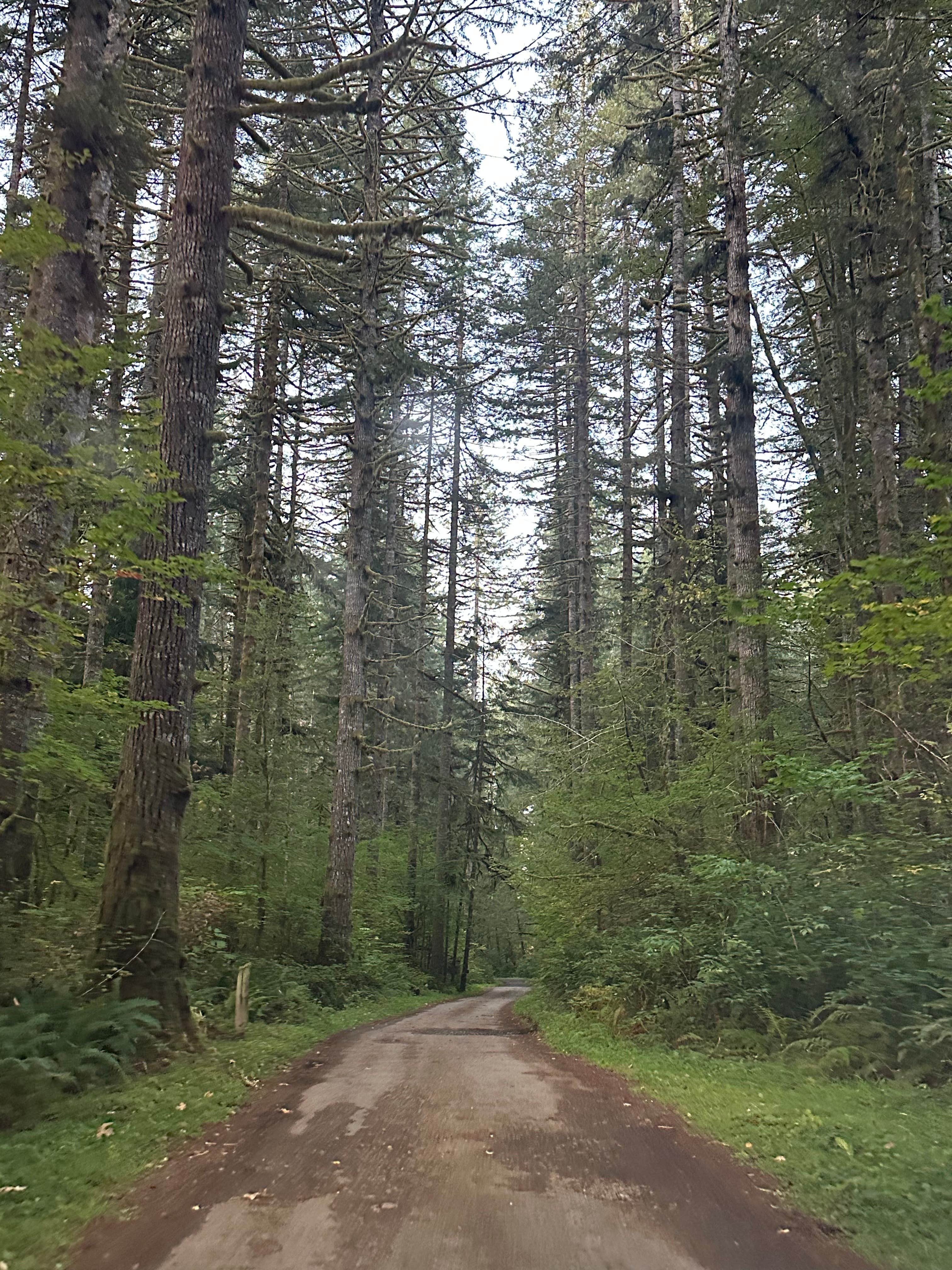 Camper-submitted photo at Fall Creek Campground near Rochester, WA