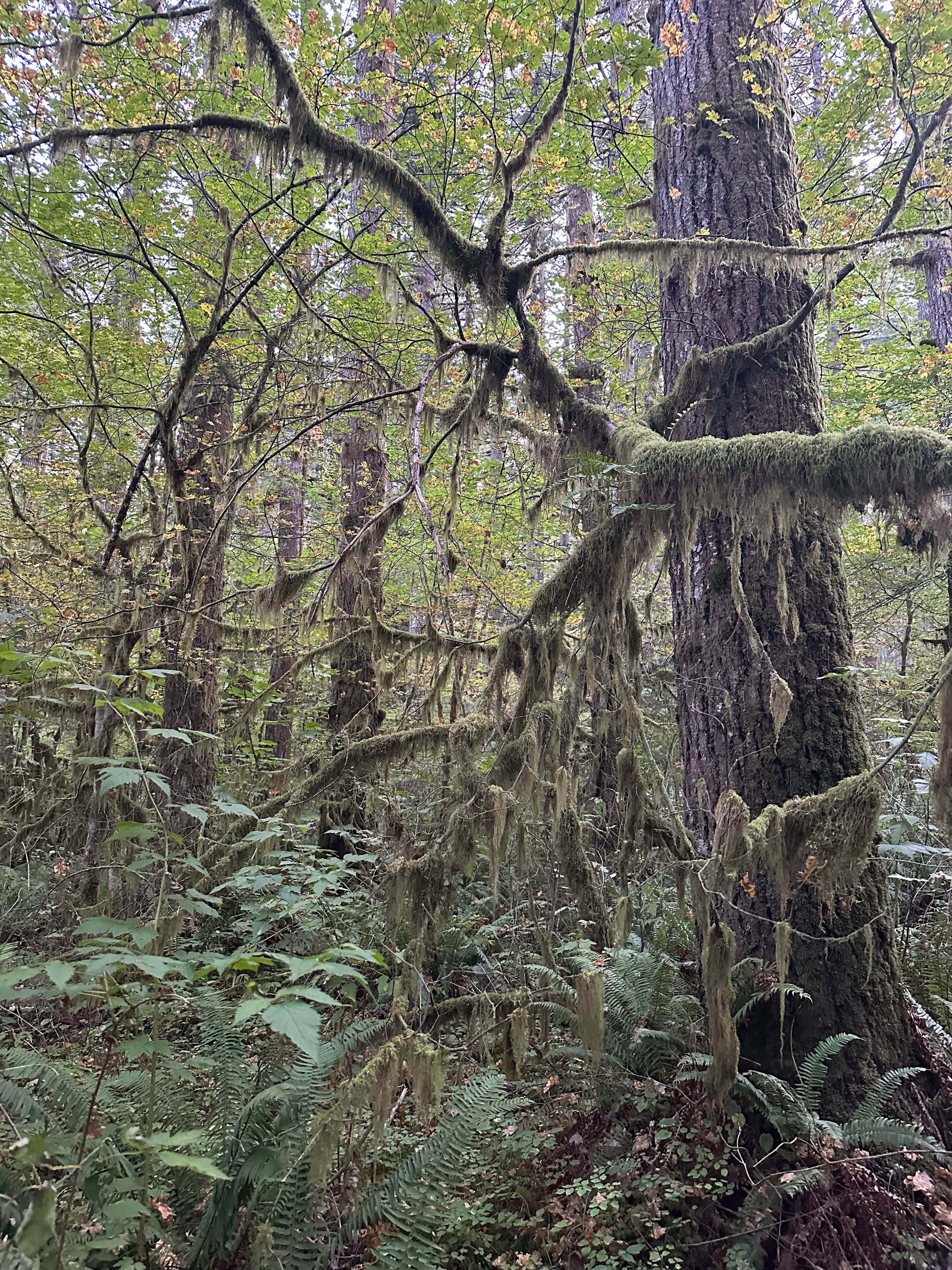 Camper-submitted photo at Fall Creek Campground near Rochester, WA