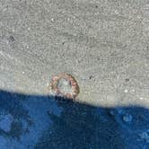 Review photo of Fay Bainbridge Park by ML D., July 15, 2025