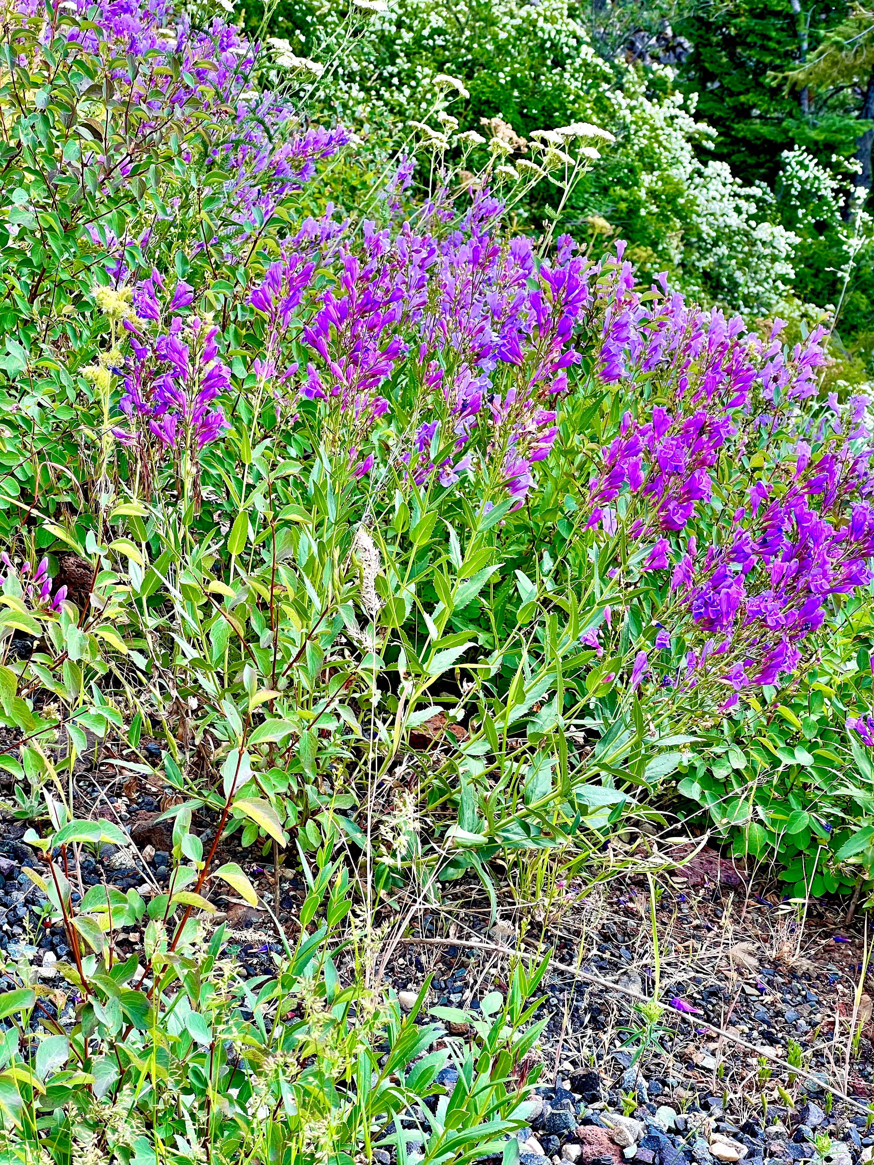 Camper-submitted photo at Fields Spring State Park Campground near Lapwai, ID