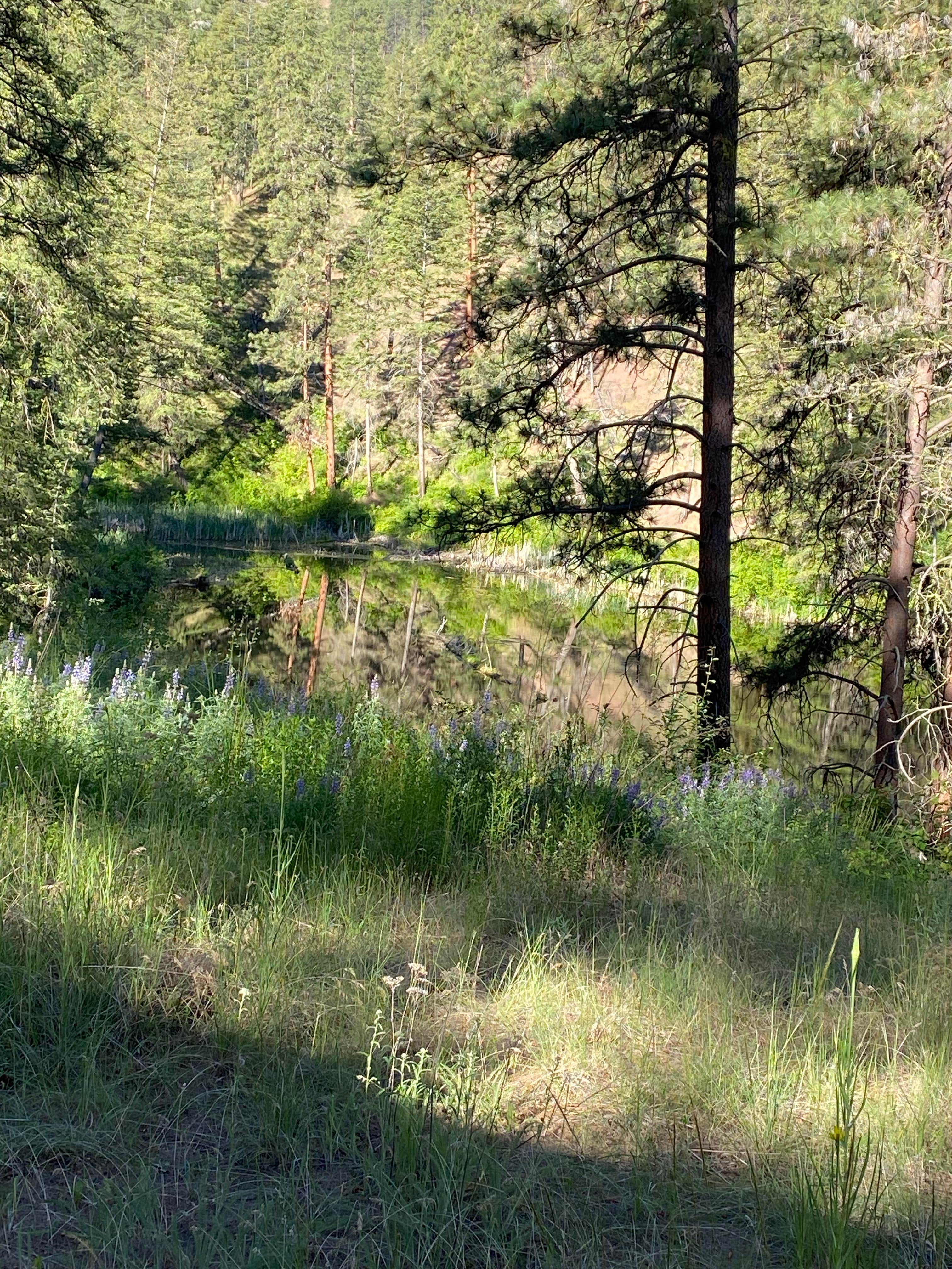 Camper-submitted photo at Forde Lake near Conconully, WA